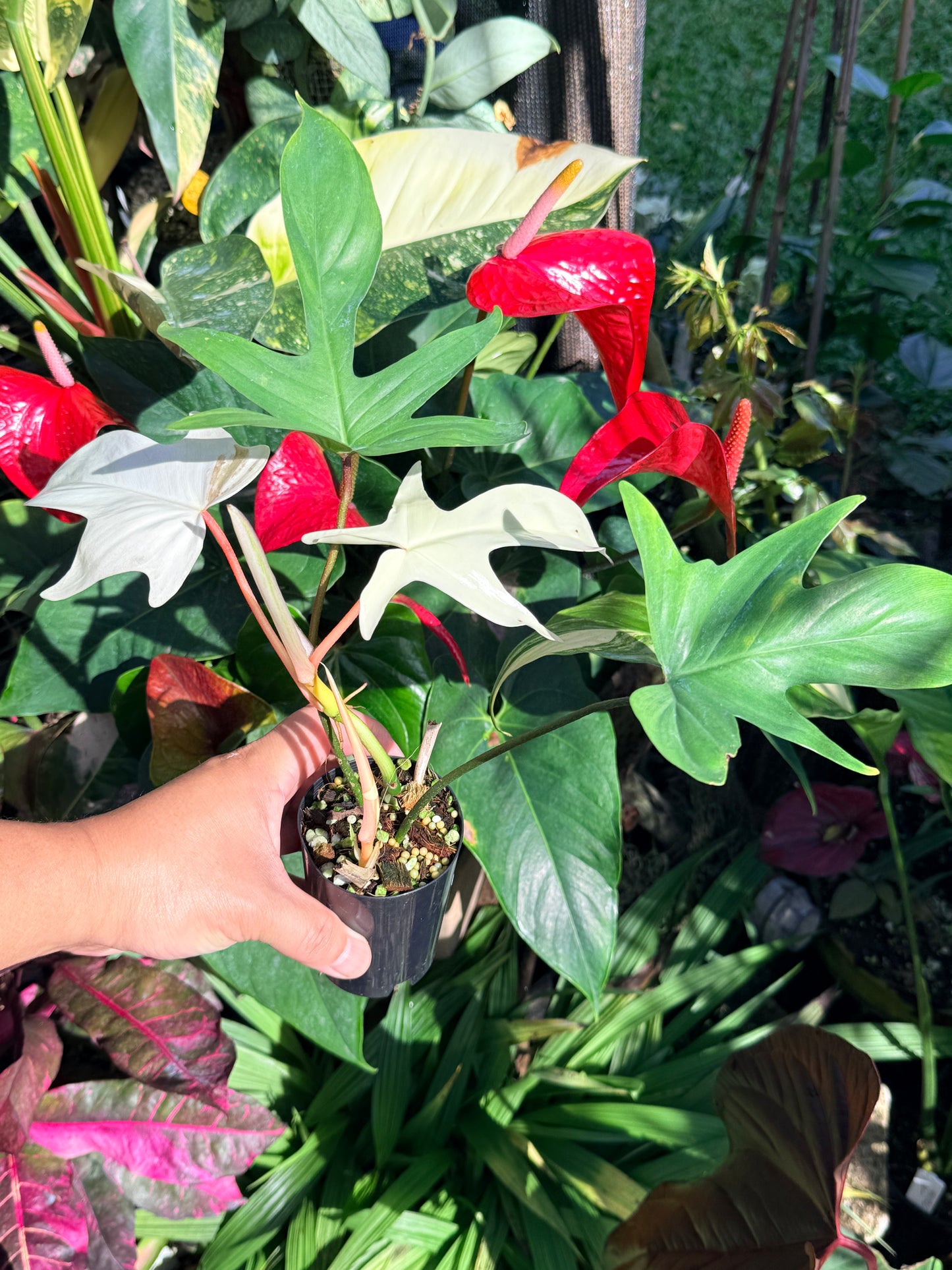 Philodendron 'Florida Ghost' O9
