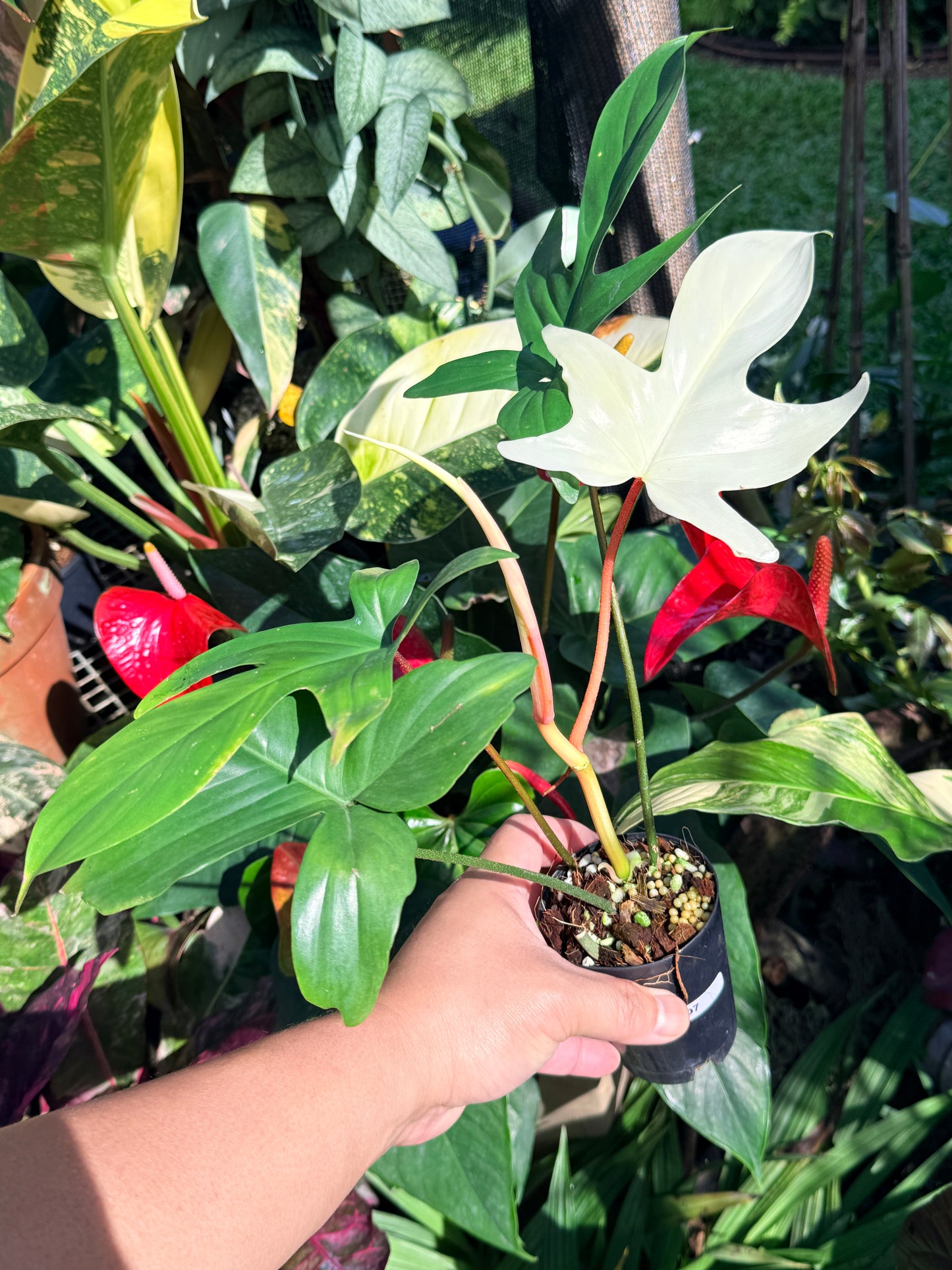 Philodendron 'Florida Ghost' O7