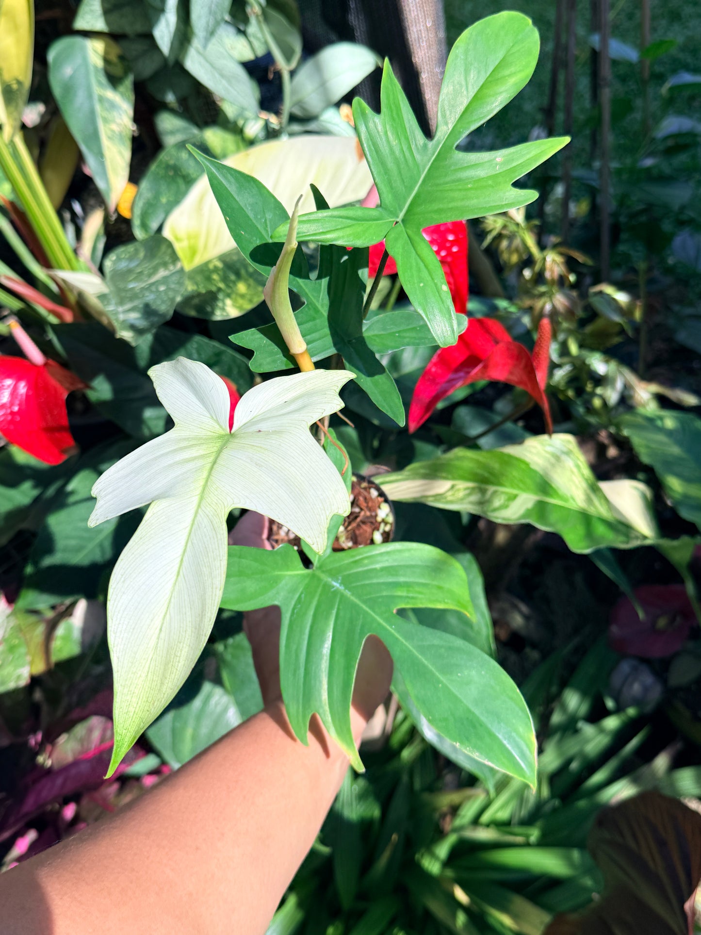 Philodendron 'Florida Ghost' O8