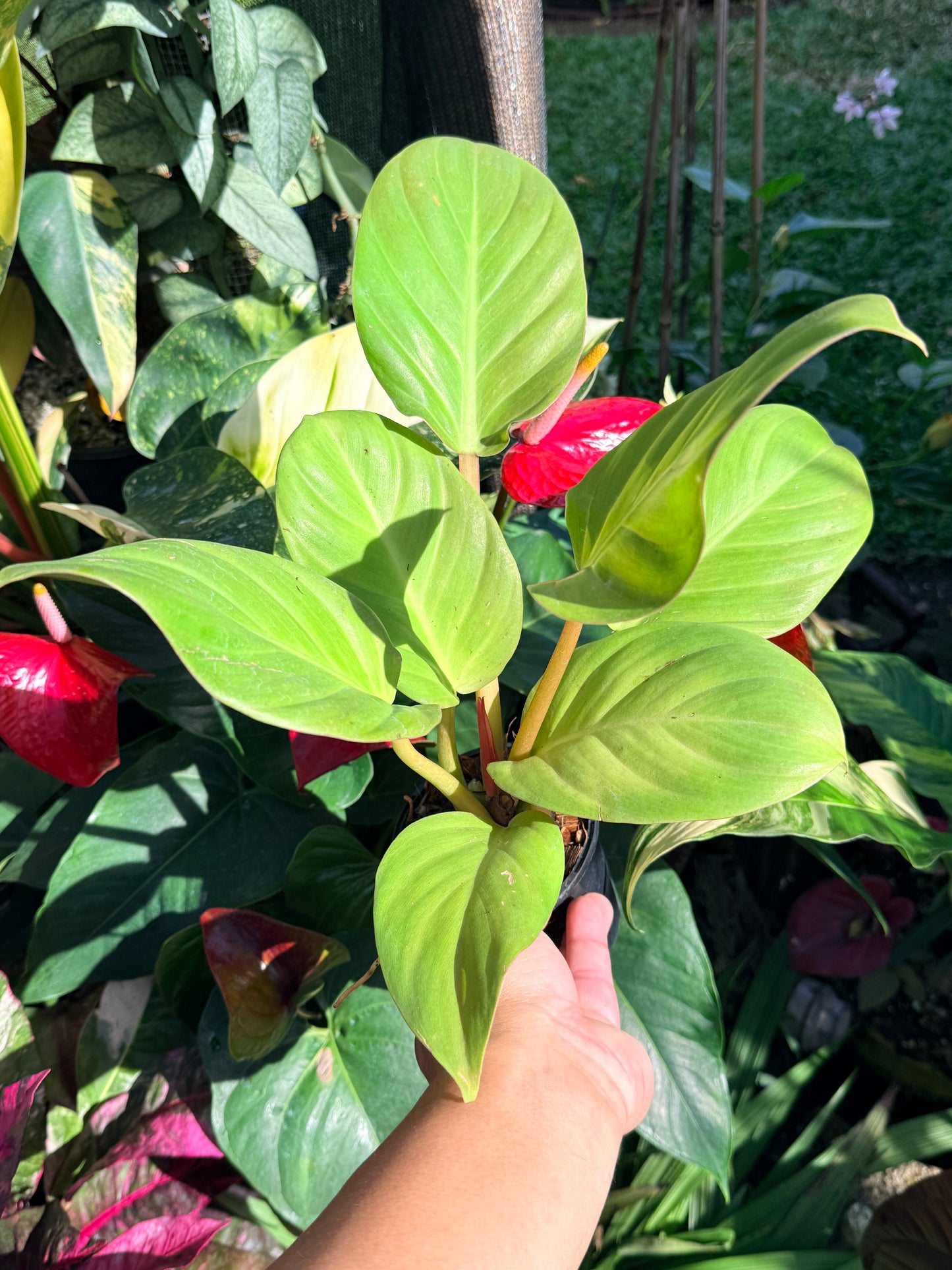 Philodendron 'Melinonii Gold' O4