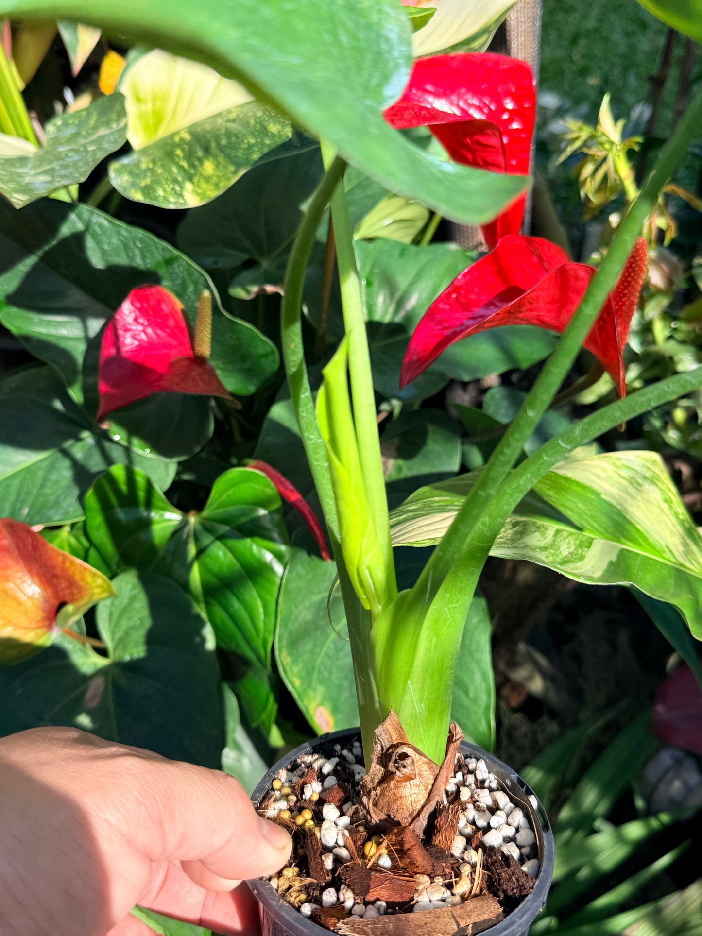 Alocasia Cucullata Variegata W15