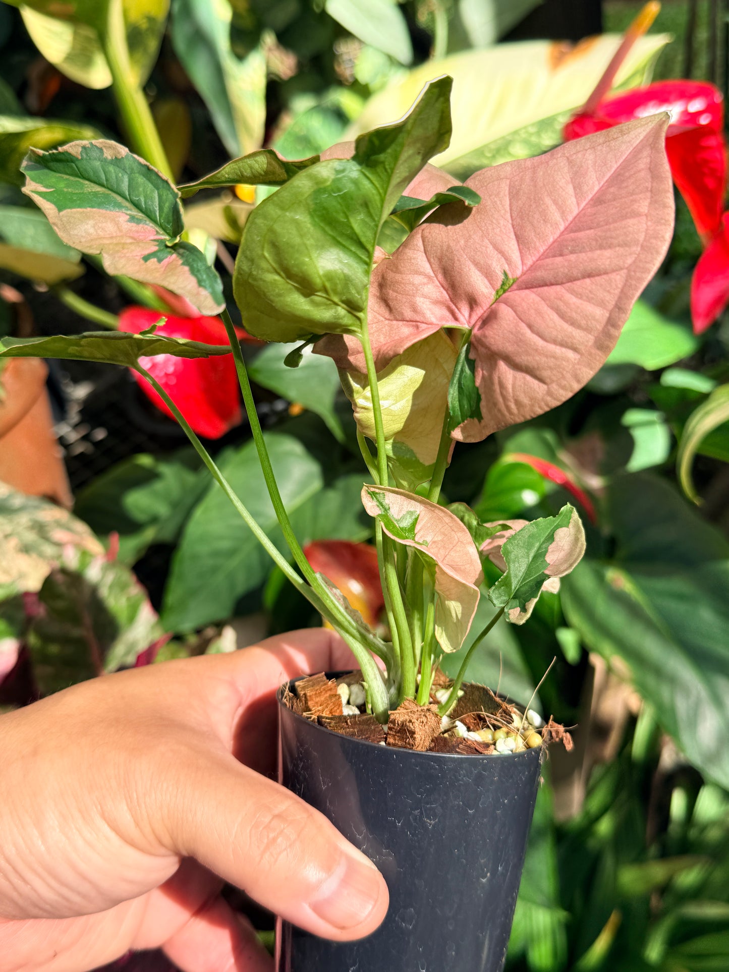 Syngonium 'Beauty' O6