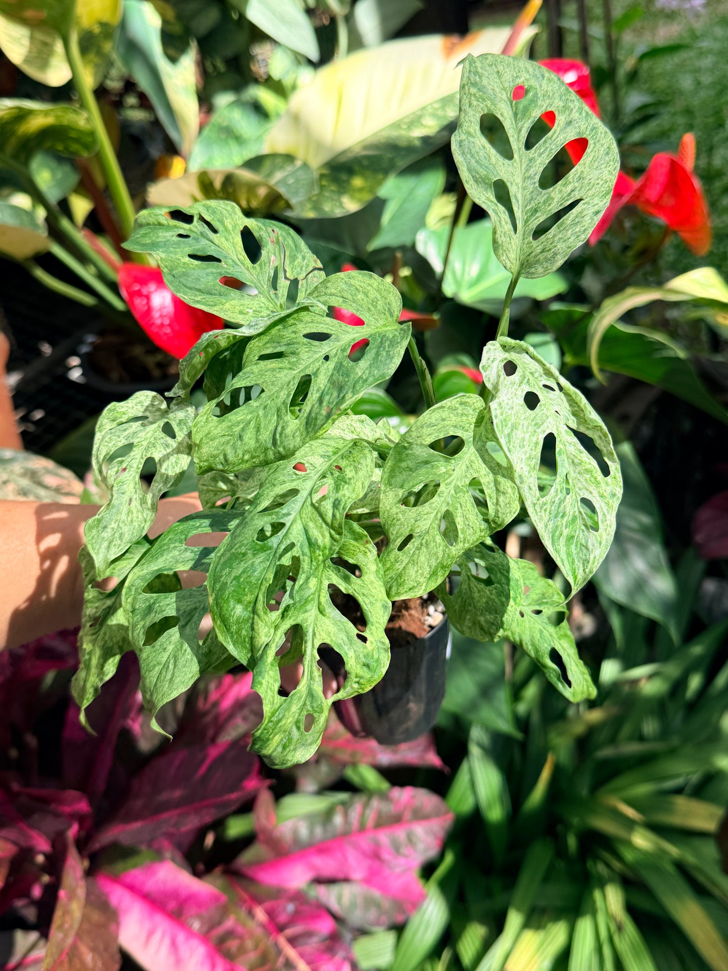 Monstera adansonii 'Mottled Mint' O5