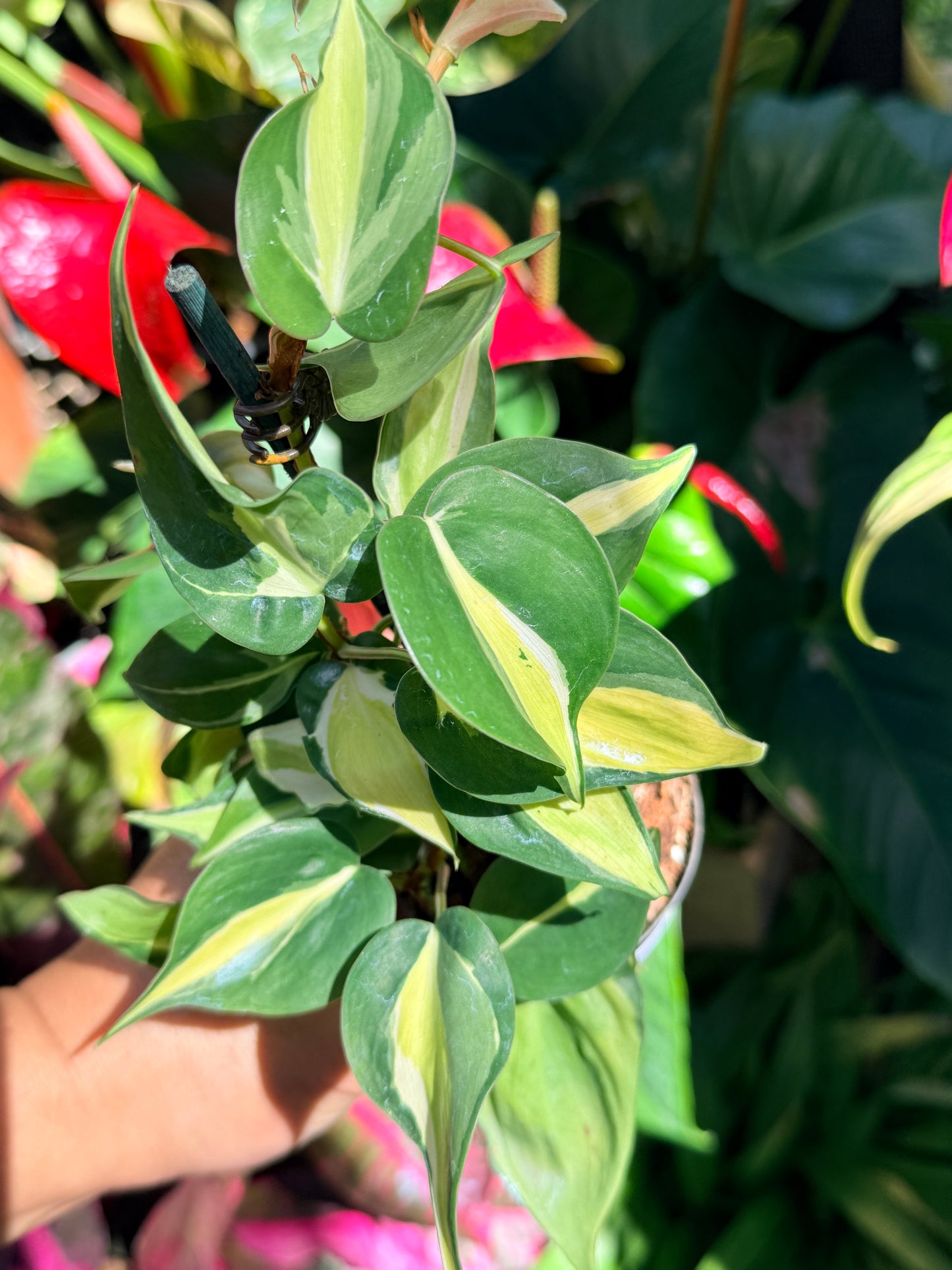 Philodendron 'Cream Splash' O11