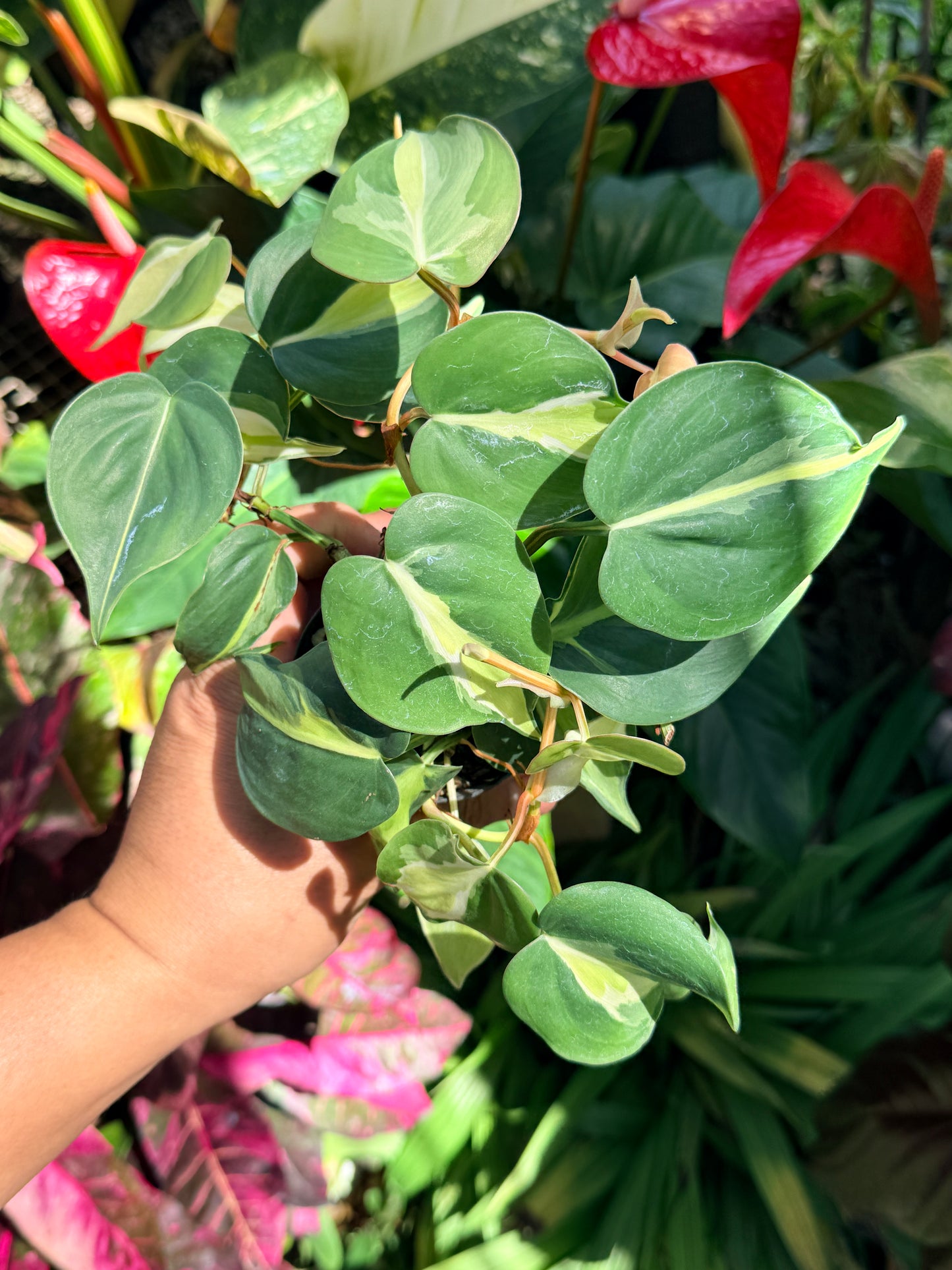 Philodendron 'Cream Splash' O13