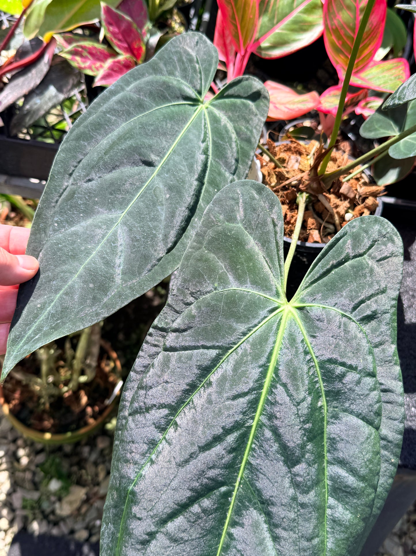 Anthurium Dark Mama x Black Cherry x Papillilaminum ( Mature ) in 140mm Pot O15