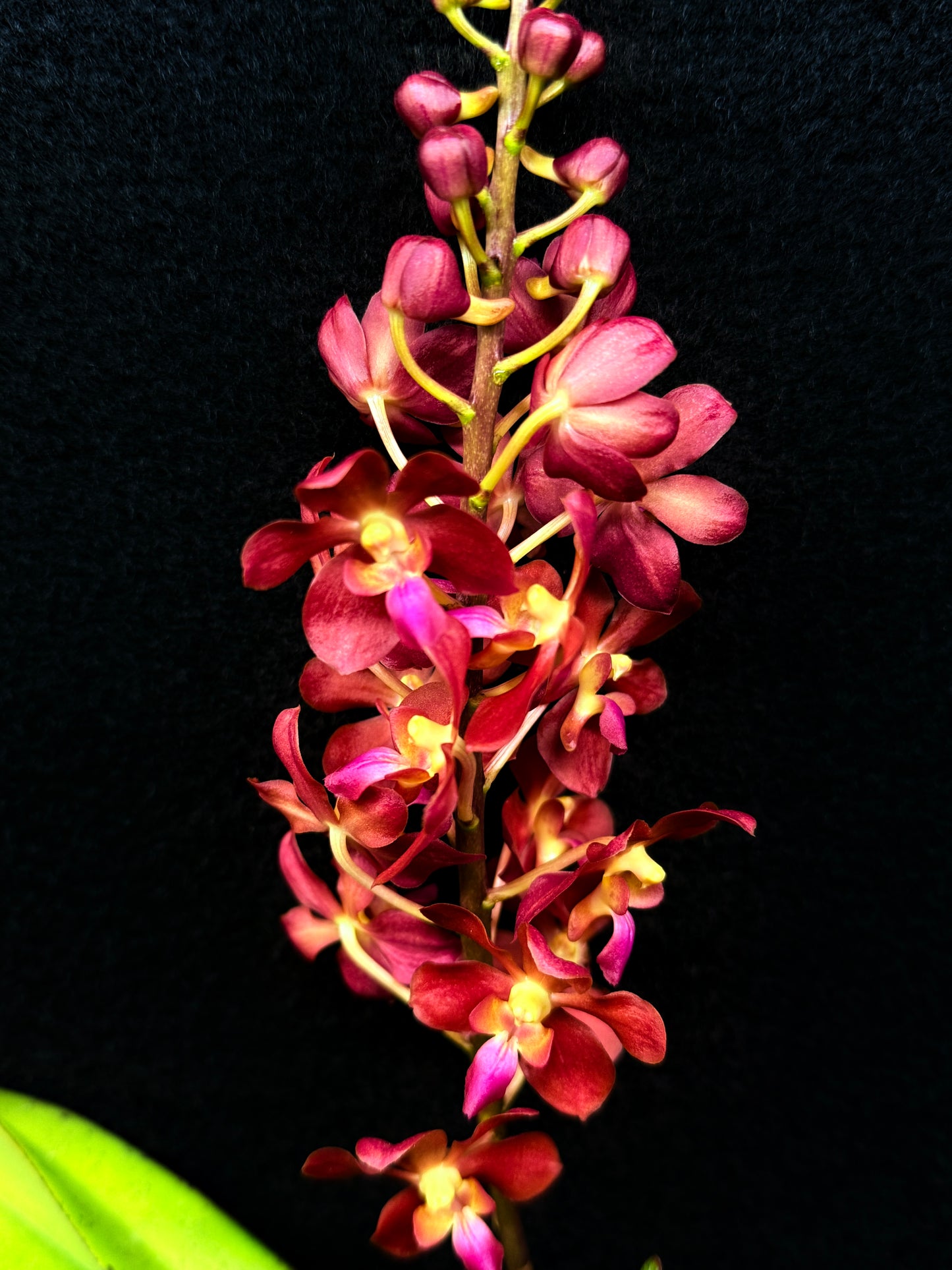 Waironara Tango Fire D44