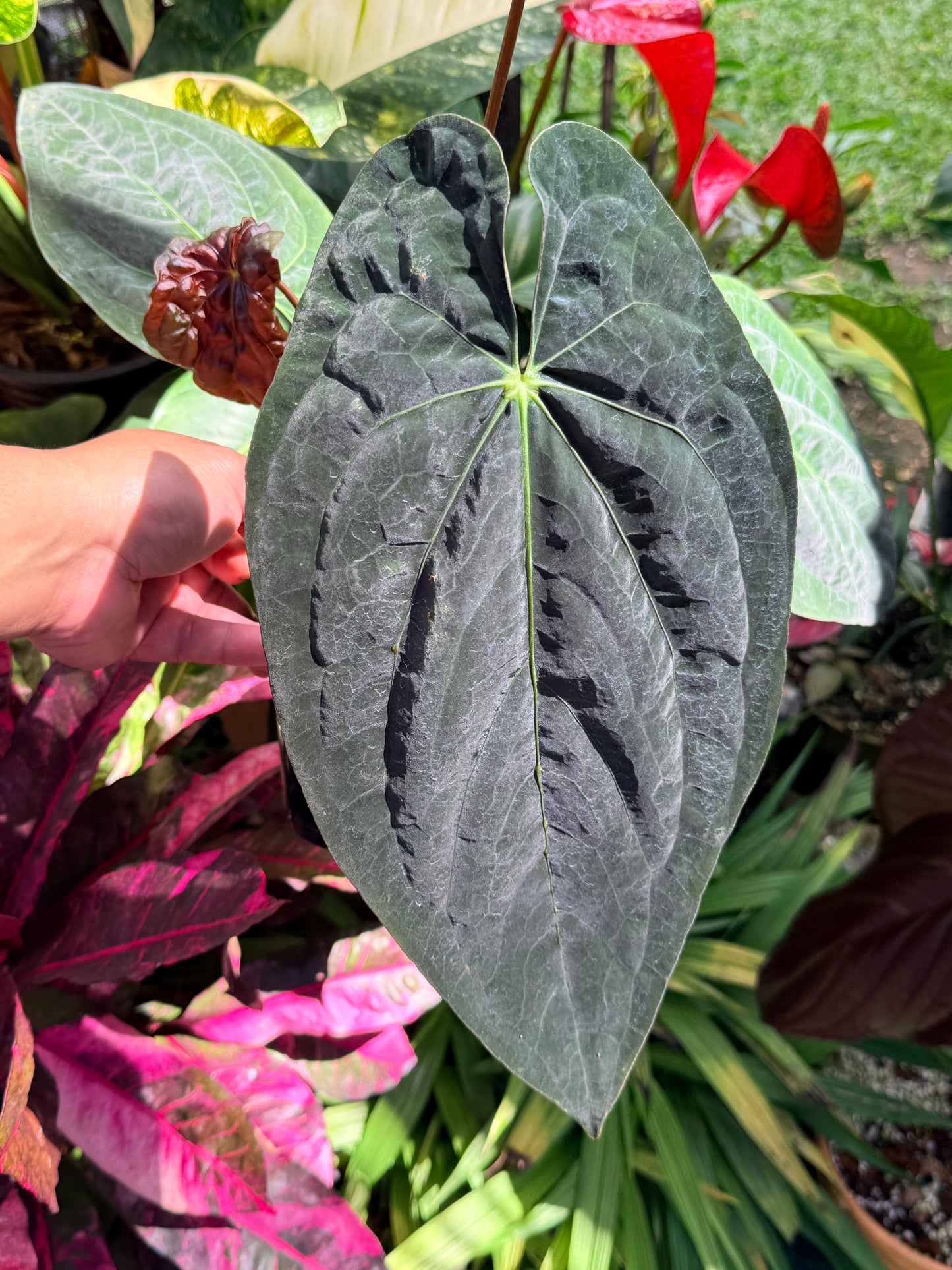 Anthurium Papillilaminum x Dressleri (JS) x Papillilaminum x Dressleri (Round) MATURE in 140mm Pot O16