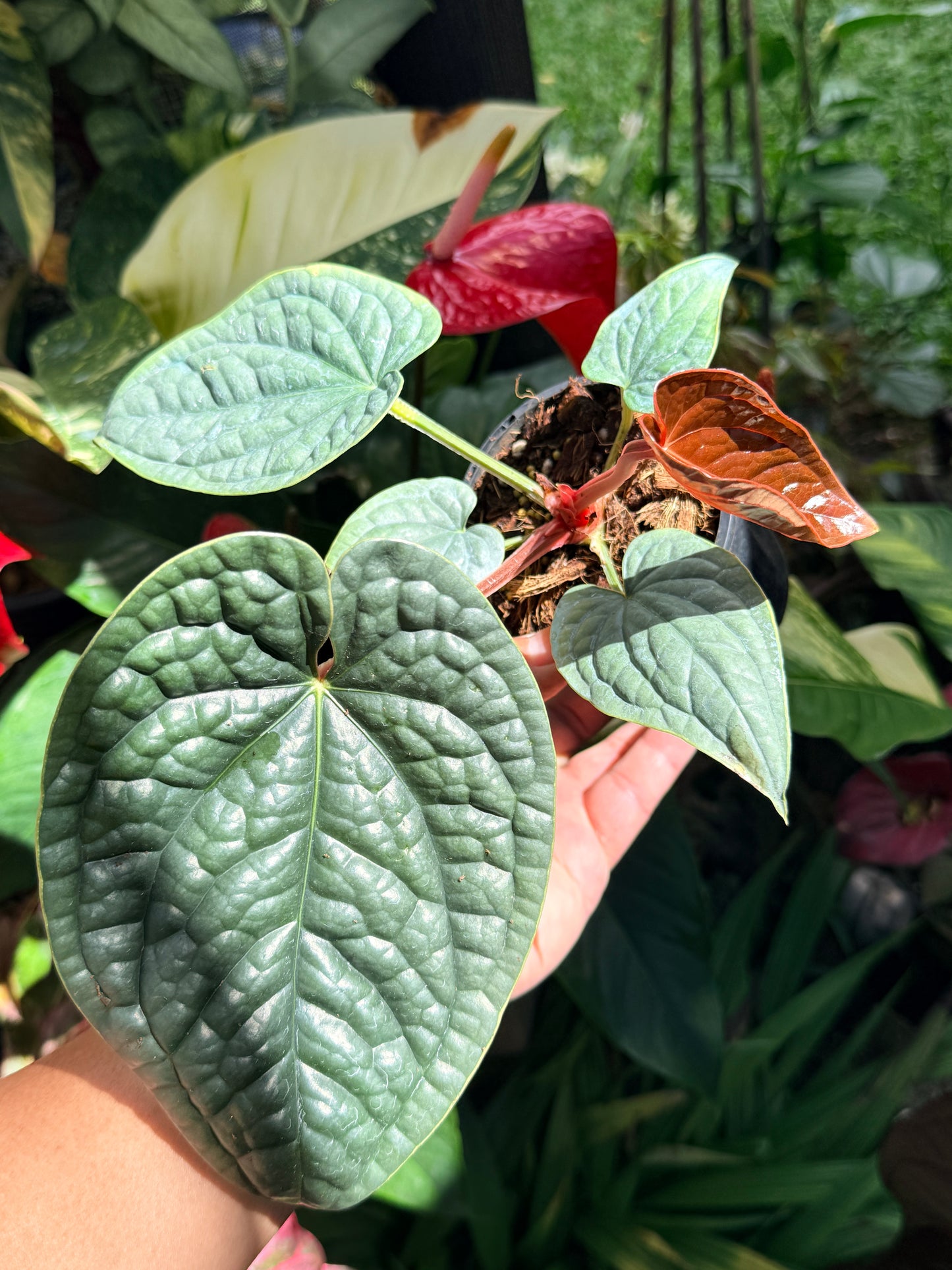 Anthurium Luxurian O21