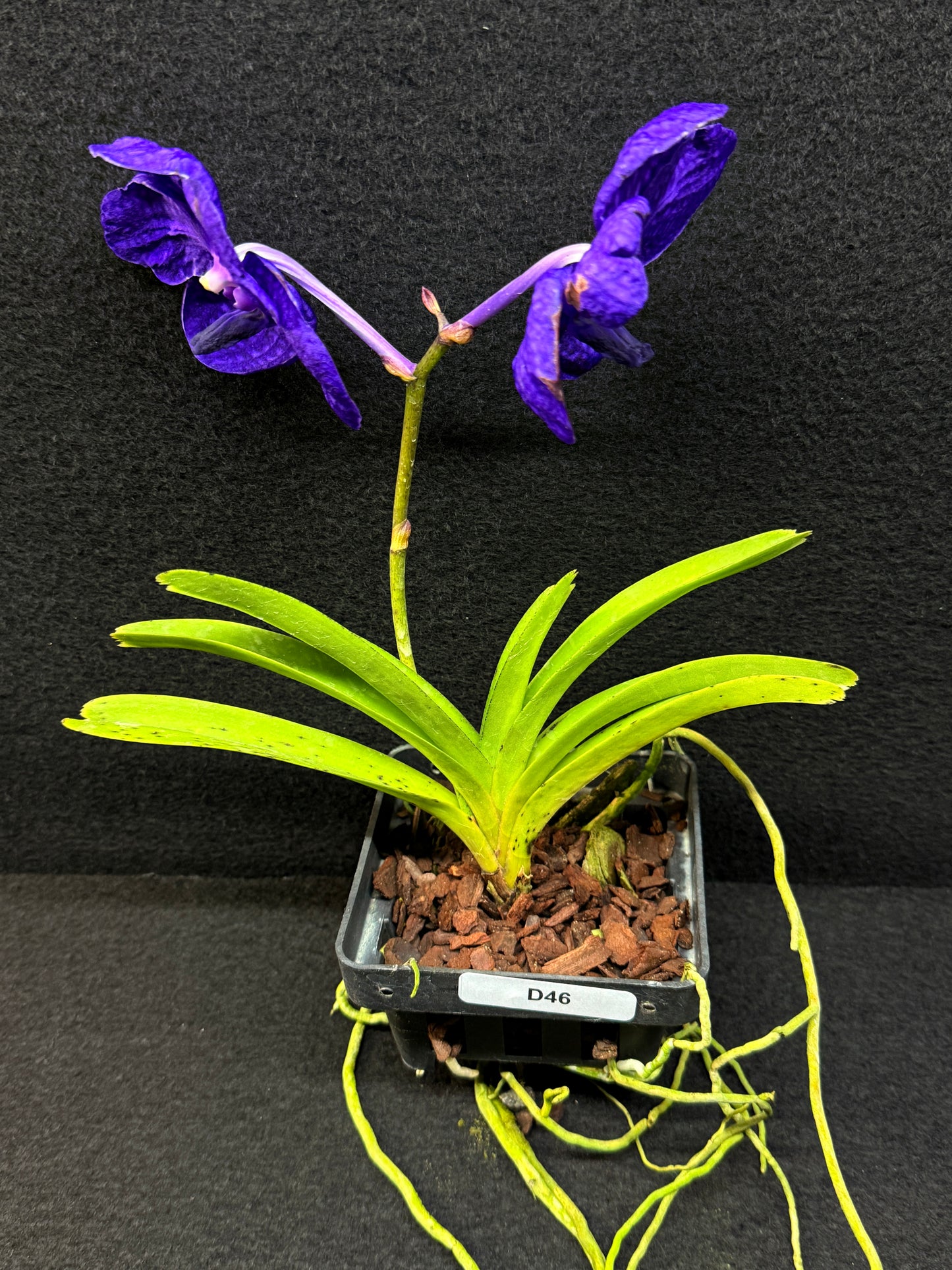 Vanda Orchid - Pachara Delight D46
