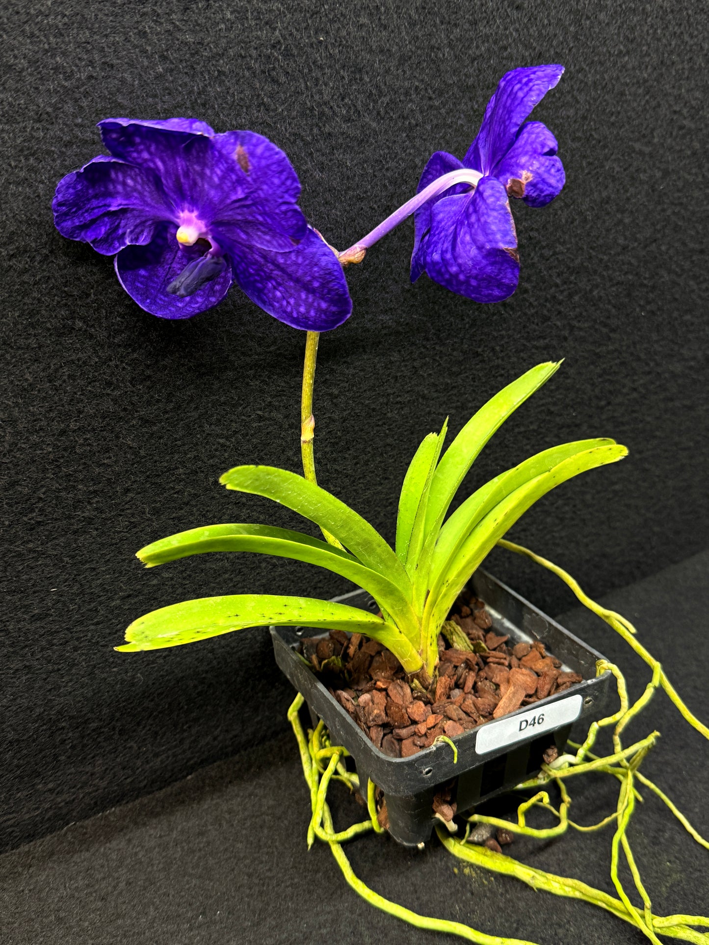 Vanda Orchid - Pachara Delight D46