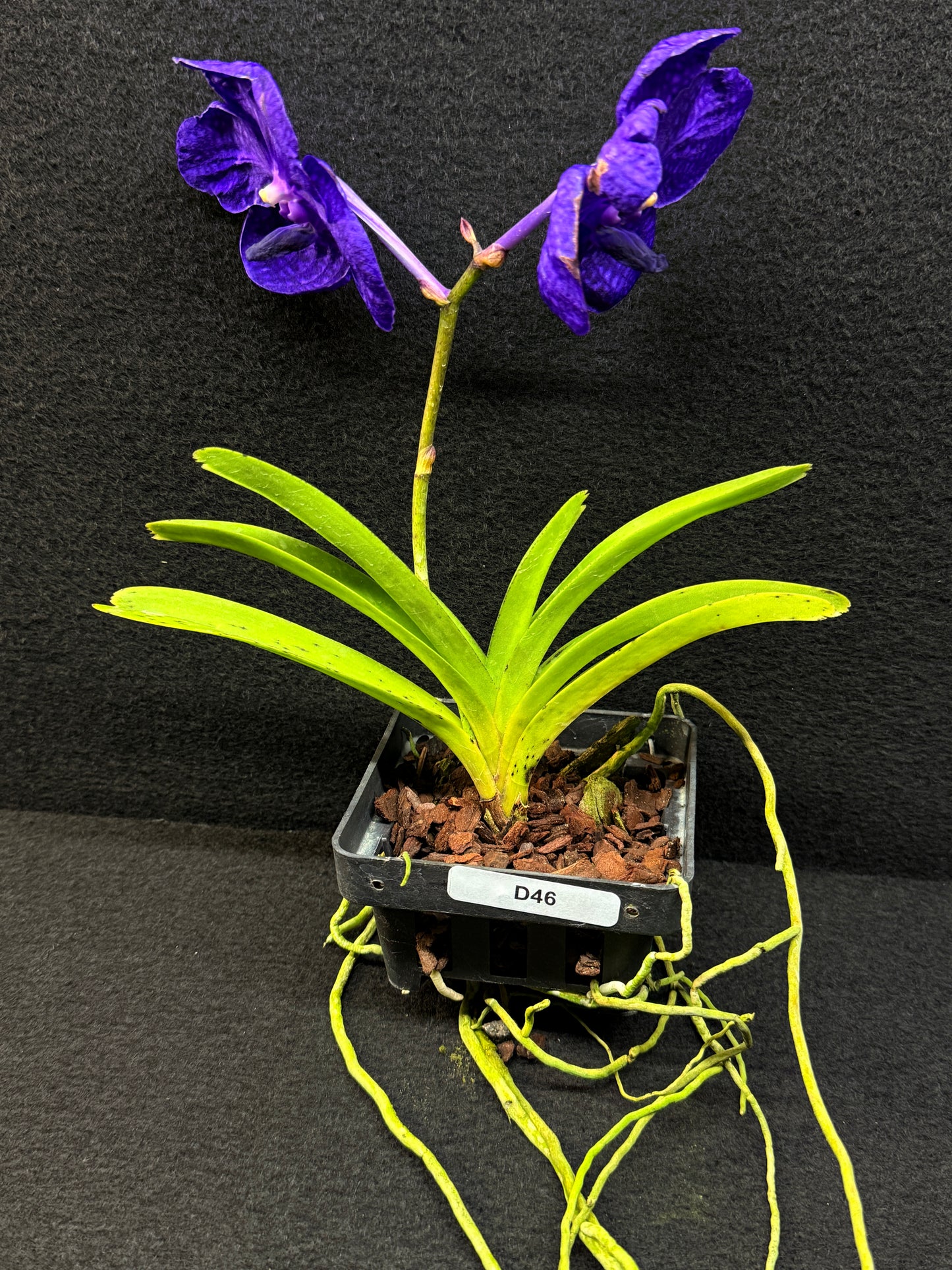 Vanda Orchid - Pachara Delight D46