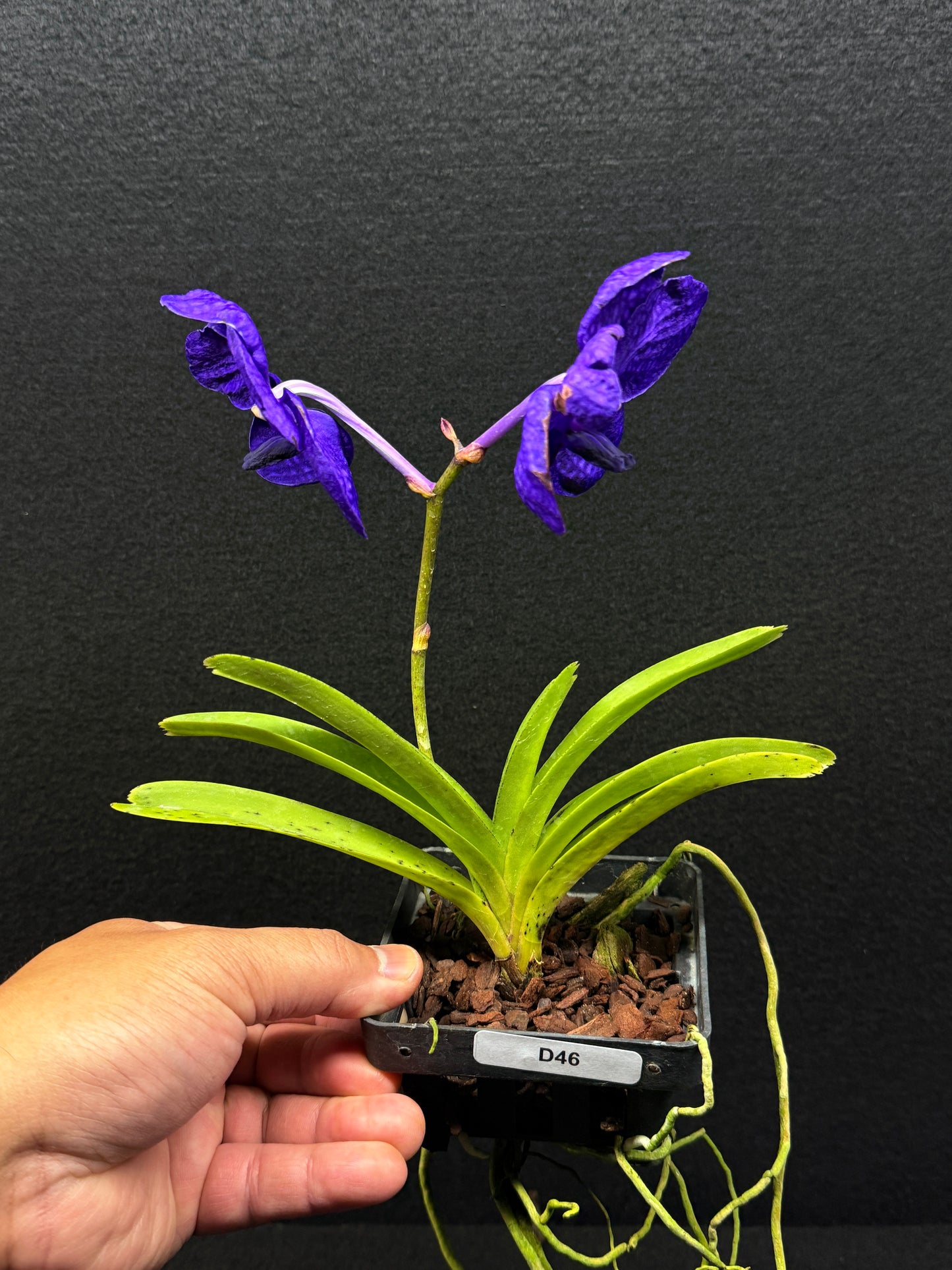 Vanda Orchid - Pachara Delight D46