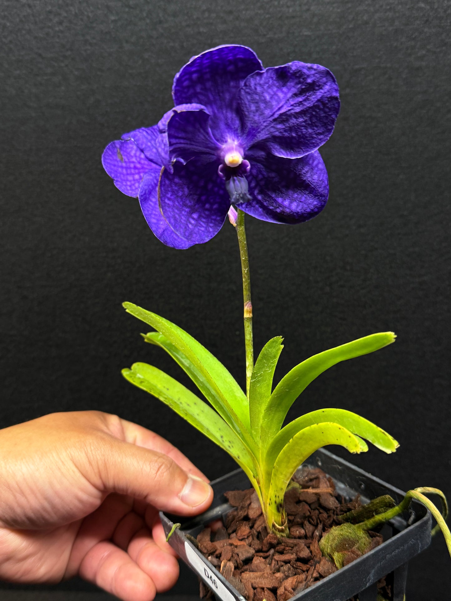 Vanda Orchid - Pachara Delight D46