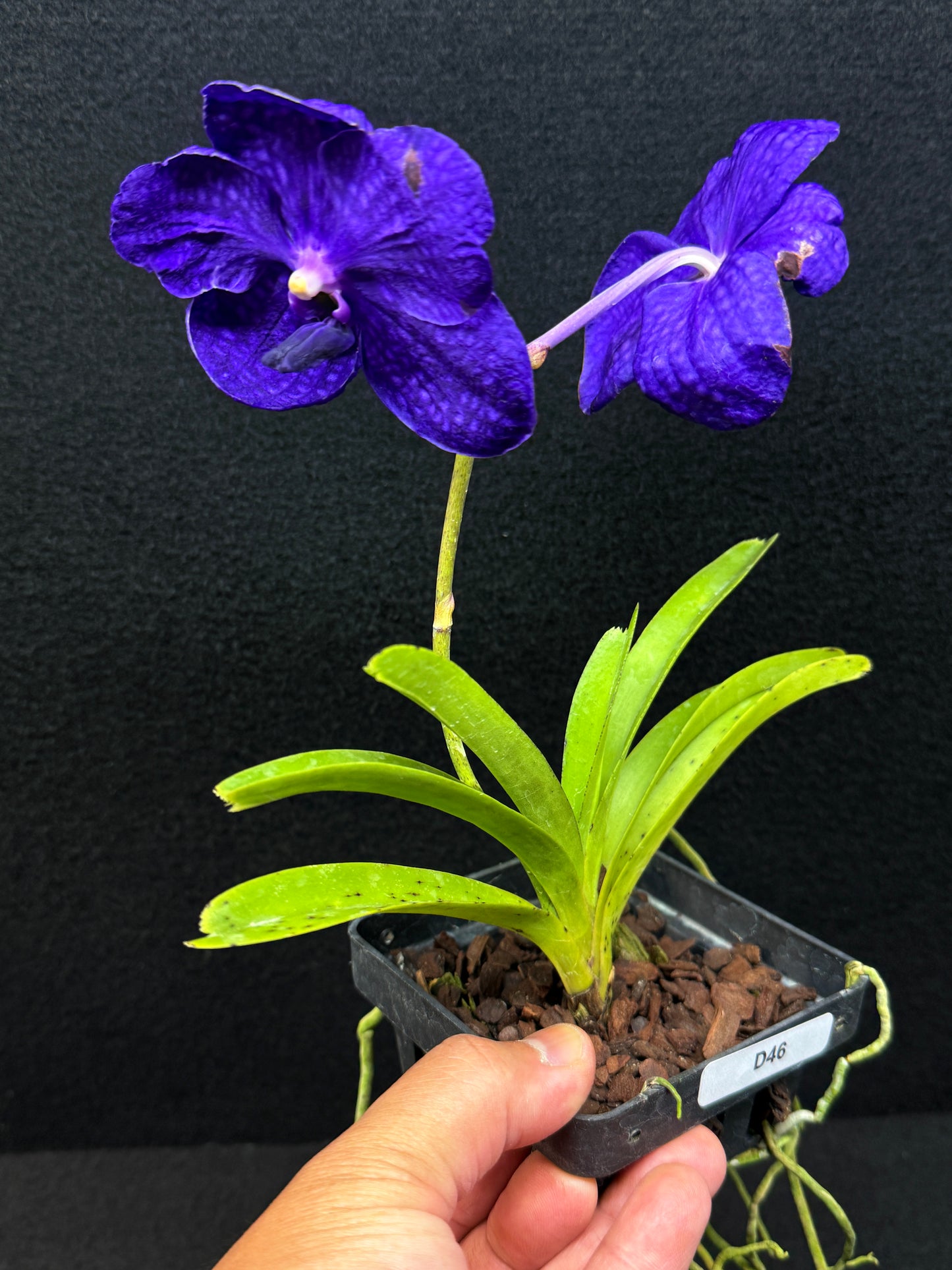 Vanda Orchid - Pachara Delight D46