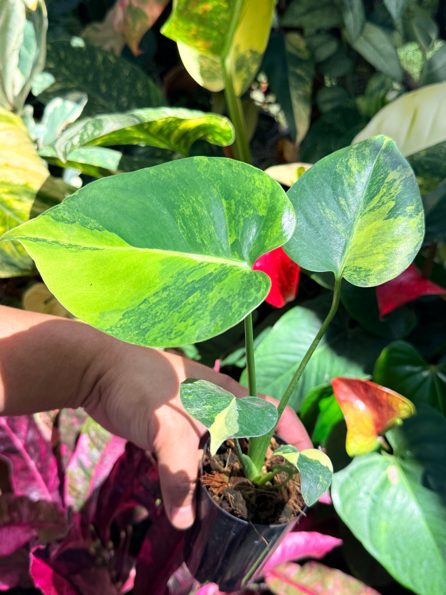 Monstera deliciosa Variegata 'Aurea/Golden' O17