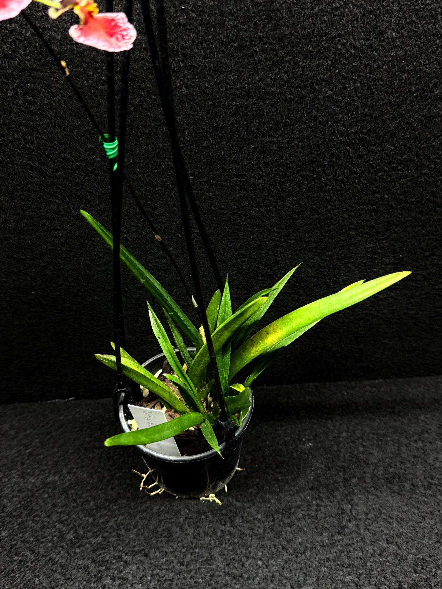Tolu Red Brown Oak Orchid D48