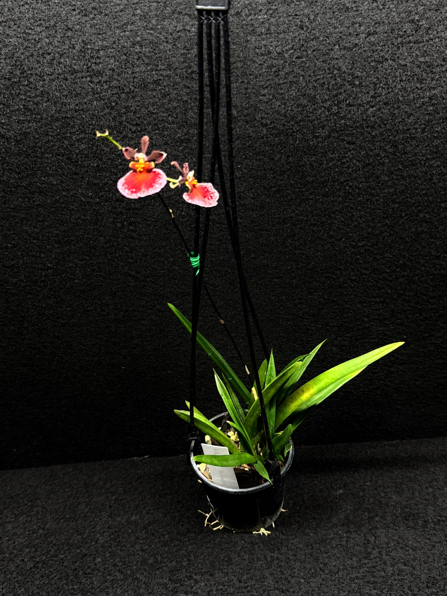 Tolu Red Brown Oak Orchid D48