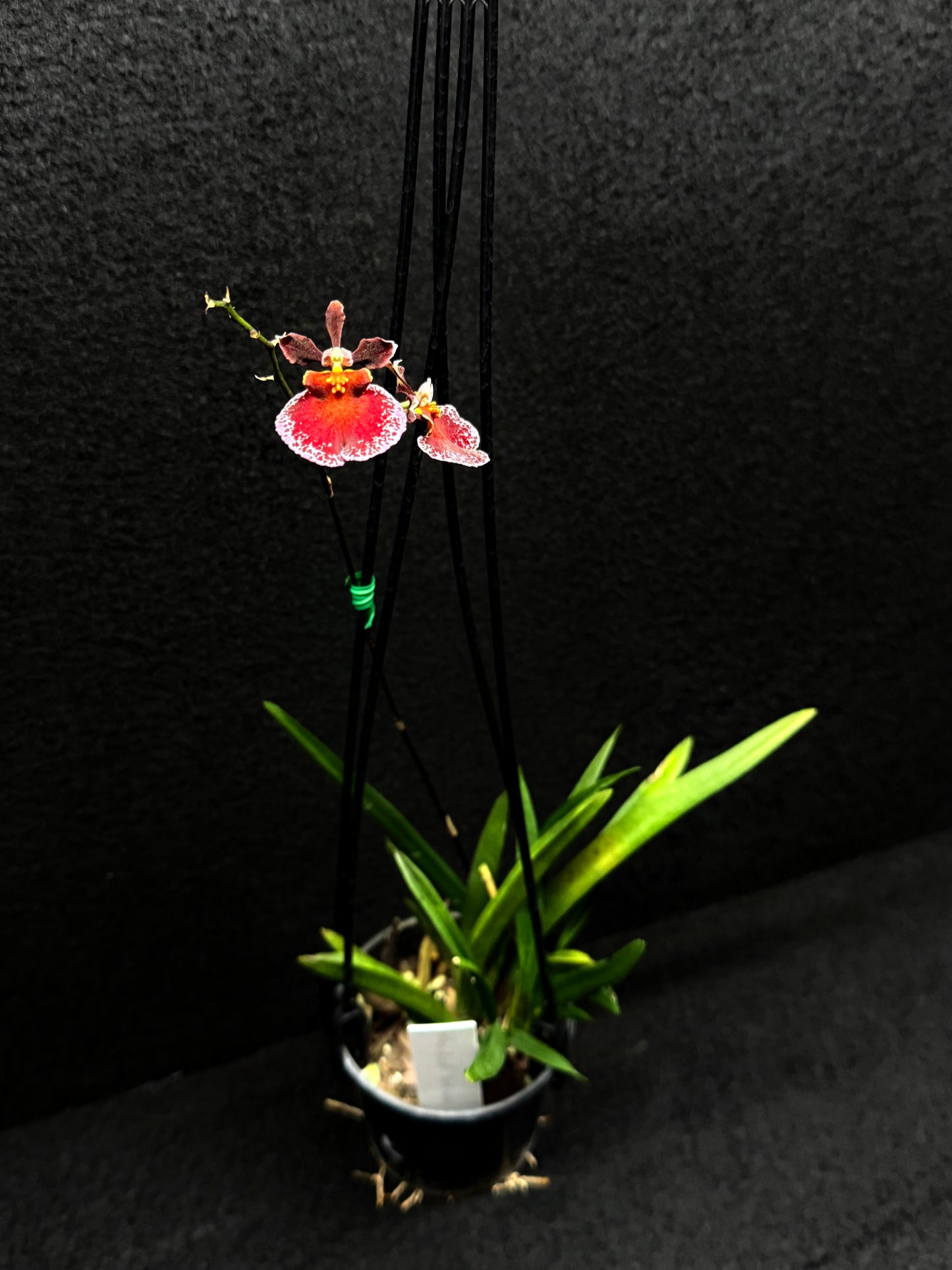 Tolu Red Brown Oak Orchid D48
