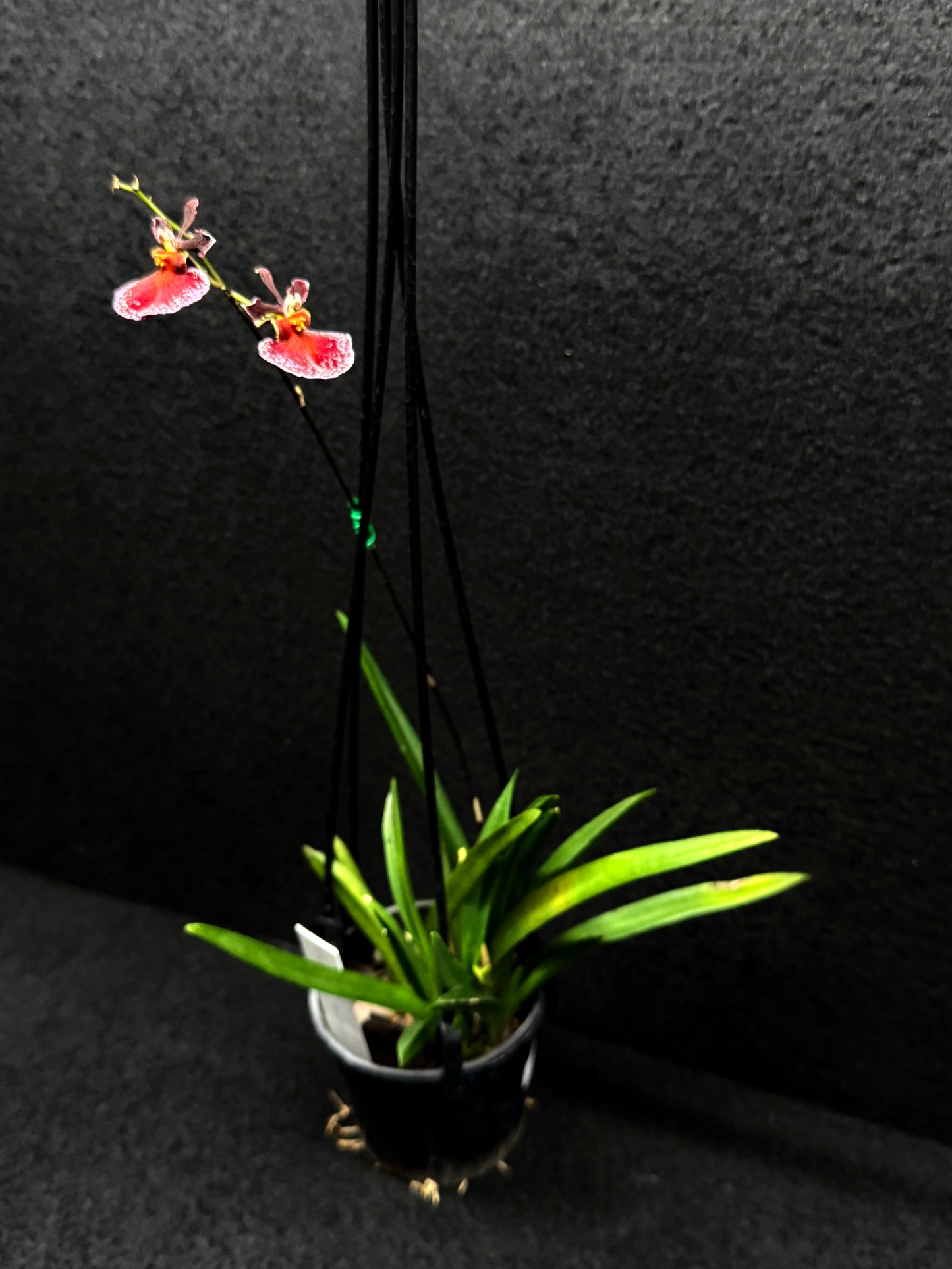 Tolu Red Brown Oak Orchid D48