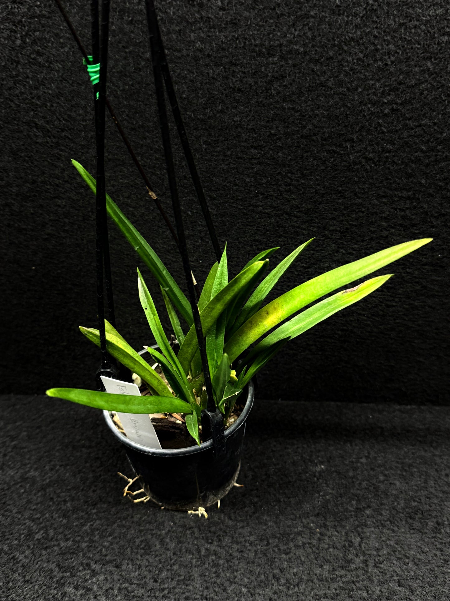 Tolu Red Brown Oak Orchid D48
