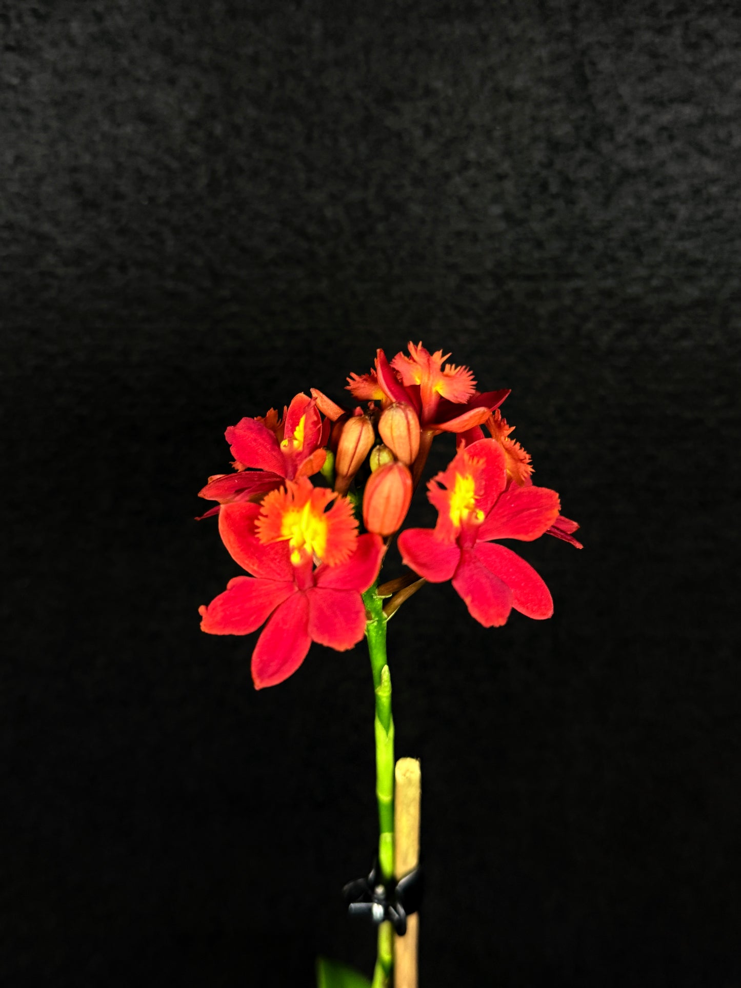 Epidendrum 'Wedding Valley Red' D53