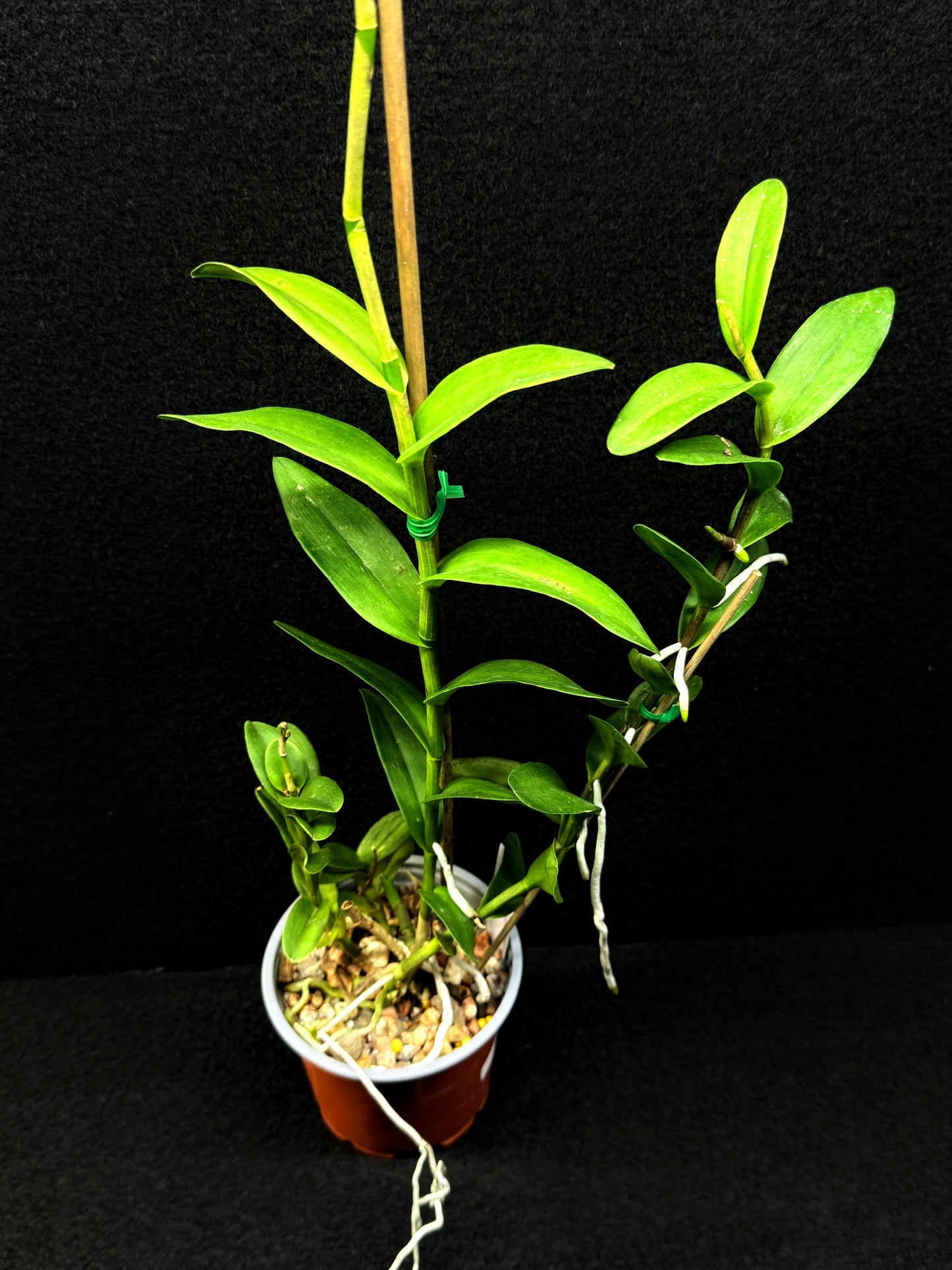 Epidendrum 'Wedding Valley Red' D53