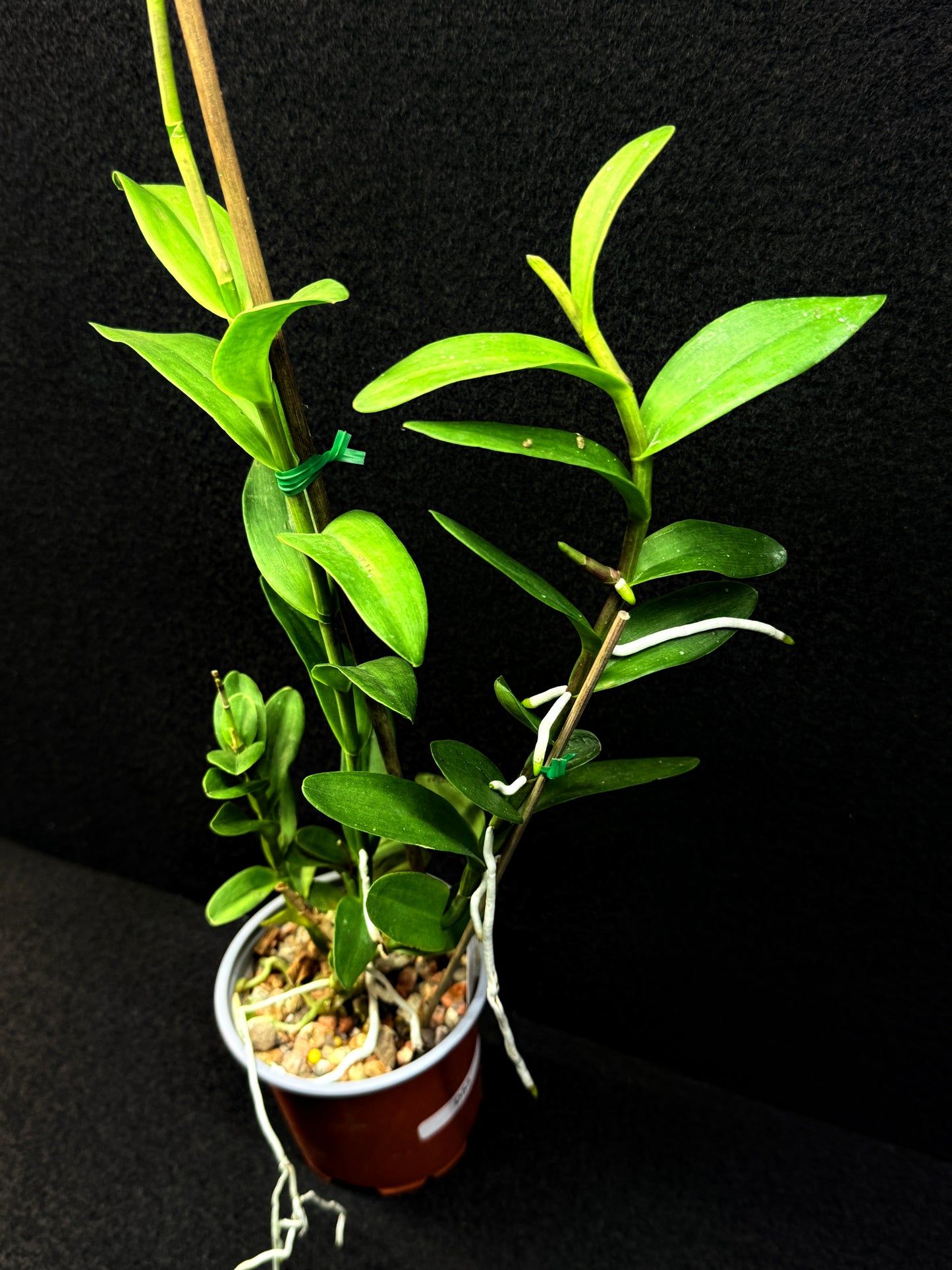 Epidendrum 'Wedding Valley Red' D53