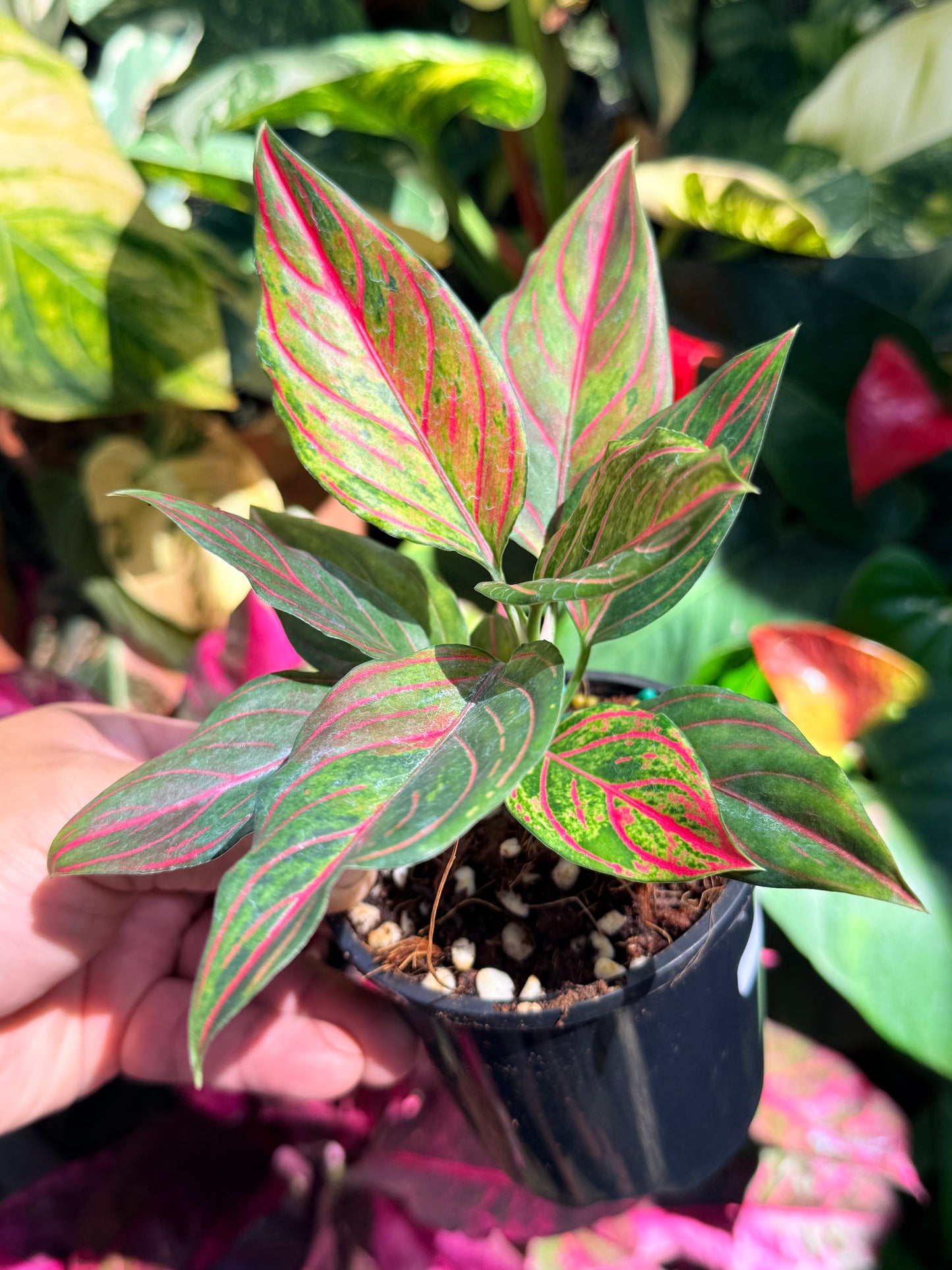 Aglaonema rotundum 'Red Vein' O19