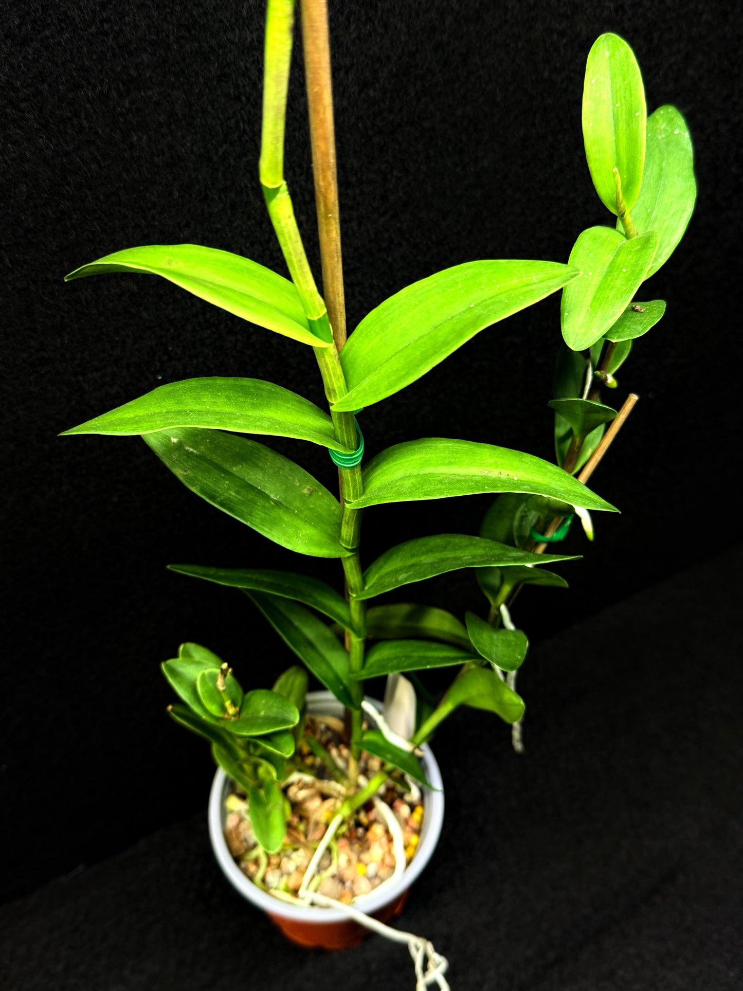Epidendrum 'Wedding Valley Red' D53