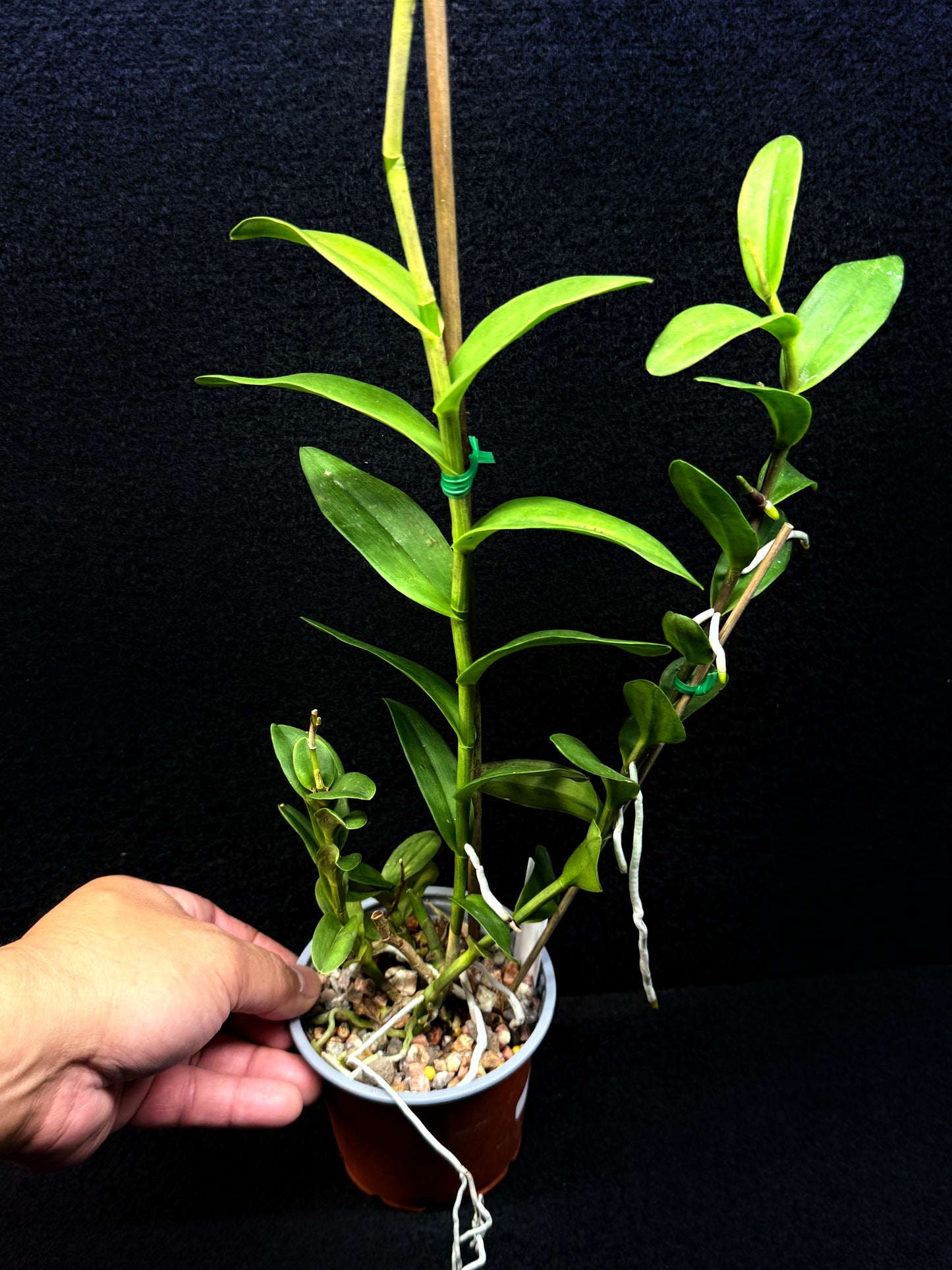 Epidendrum 'Wedding Valley Red' D53