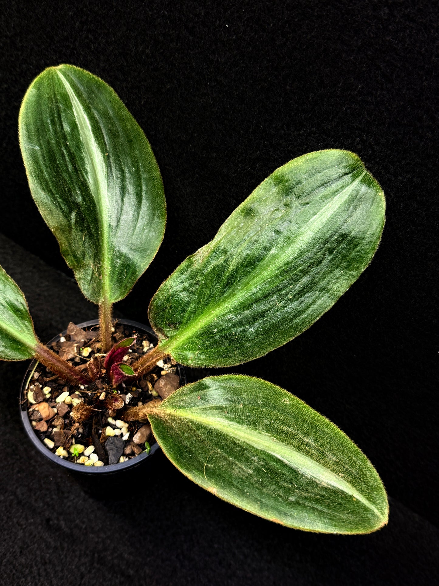Siderasis Fuscata - Bears Ears - Rarely Offered D49