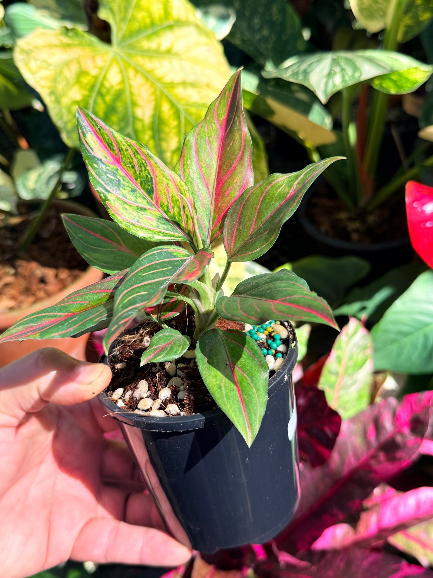 Aglaonema rotundum 'Red Vein' O20
