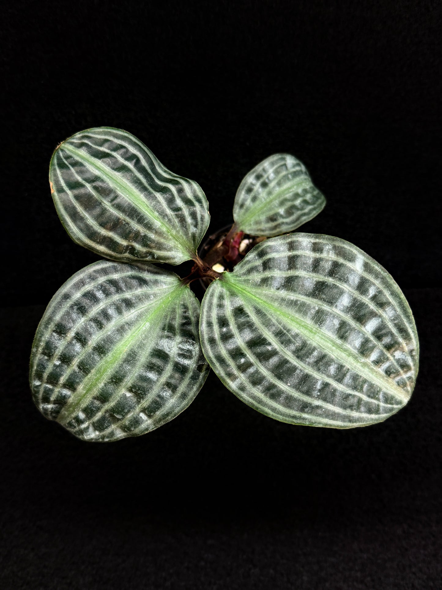 Geogenanthus poeppigii 'Seersucker Plant' D51