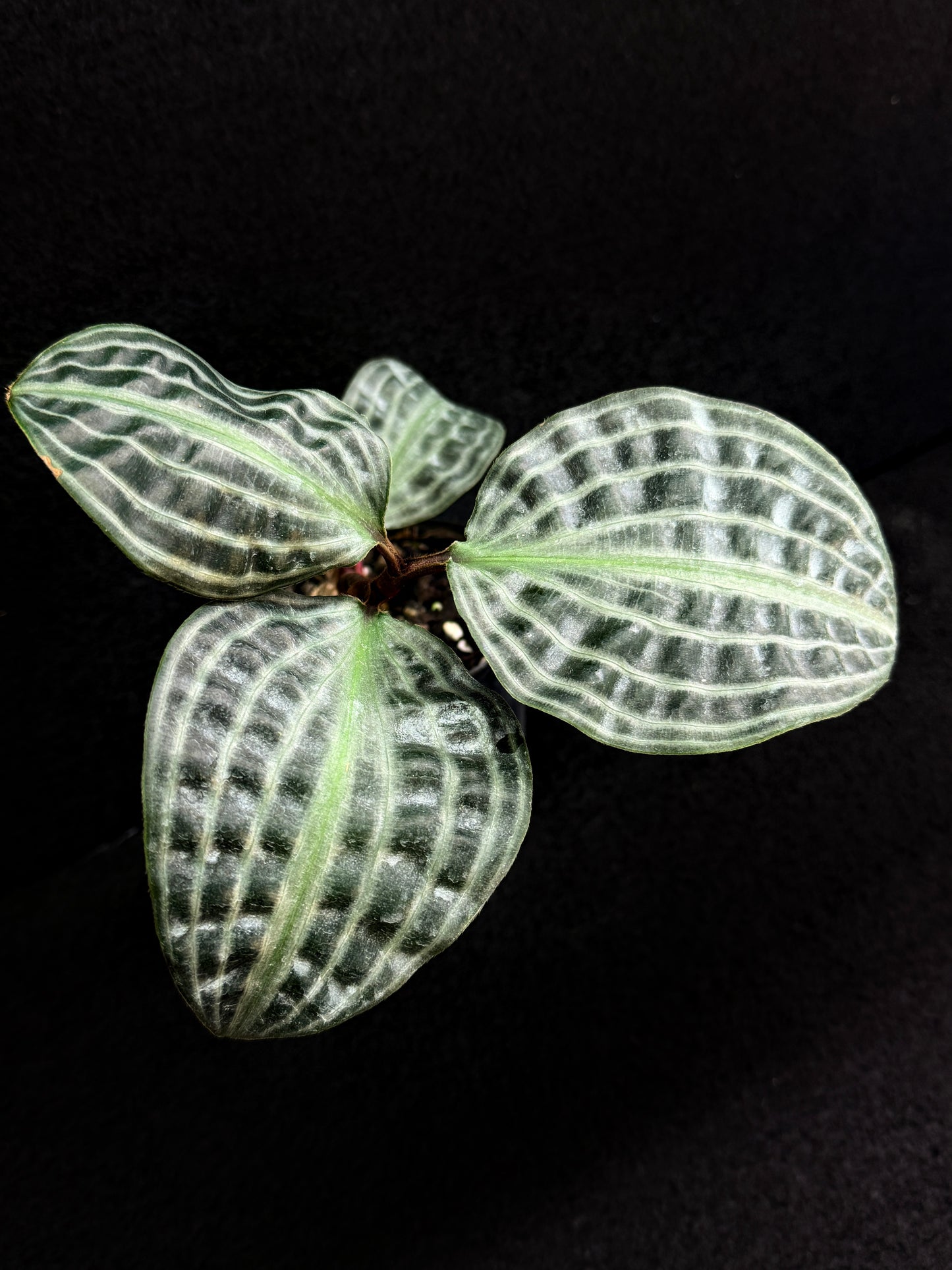 Geogenanthus poeppigii 'Seersucker Plant' D51