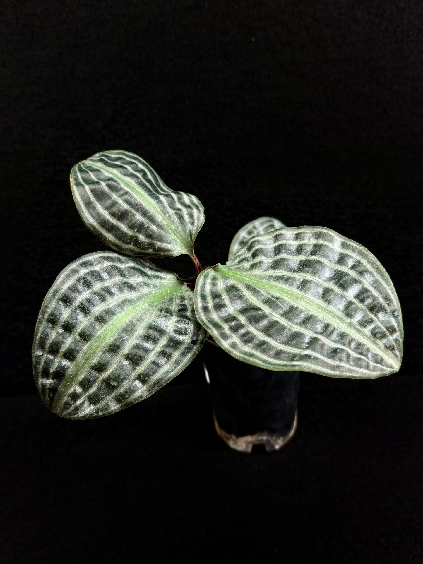 Geogenanthus poeppigii 'Seersucker Plant' D51