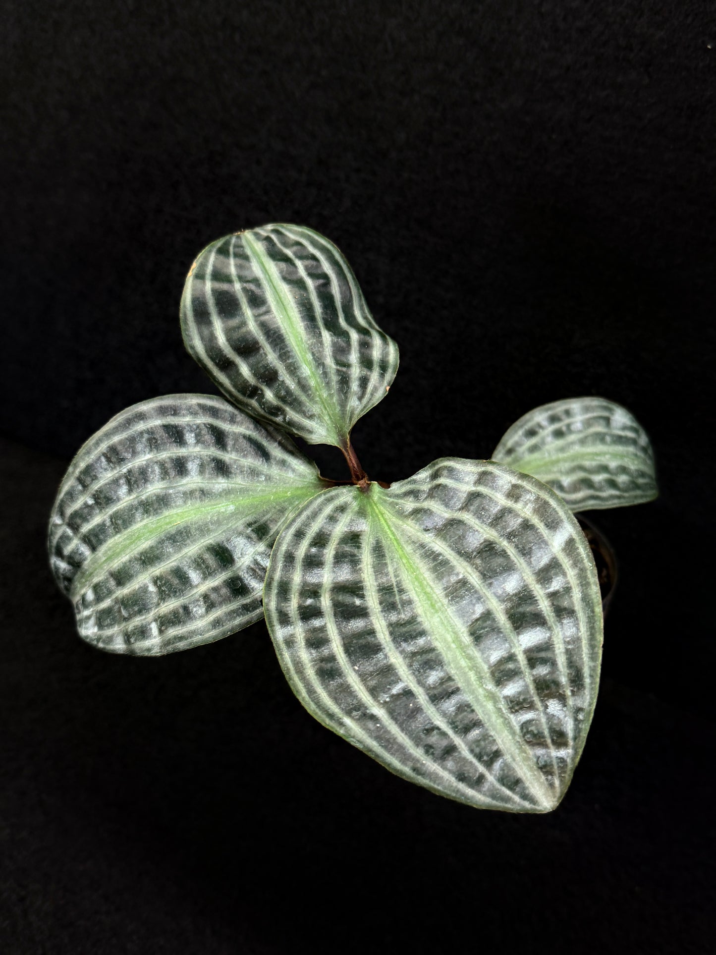 Geogenanthus poeppigii 'Seersucker Plant' D51