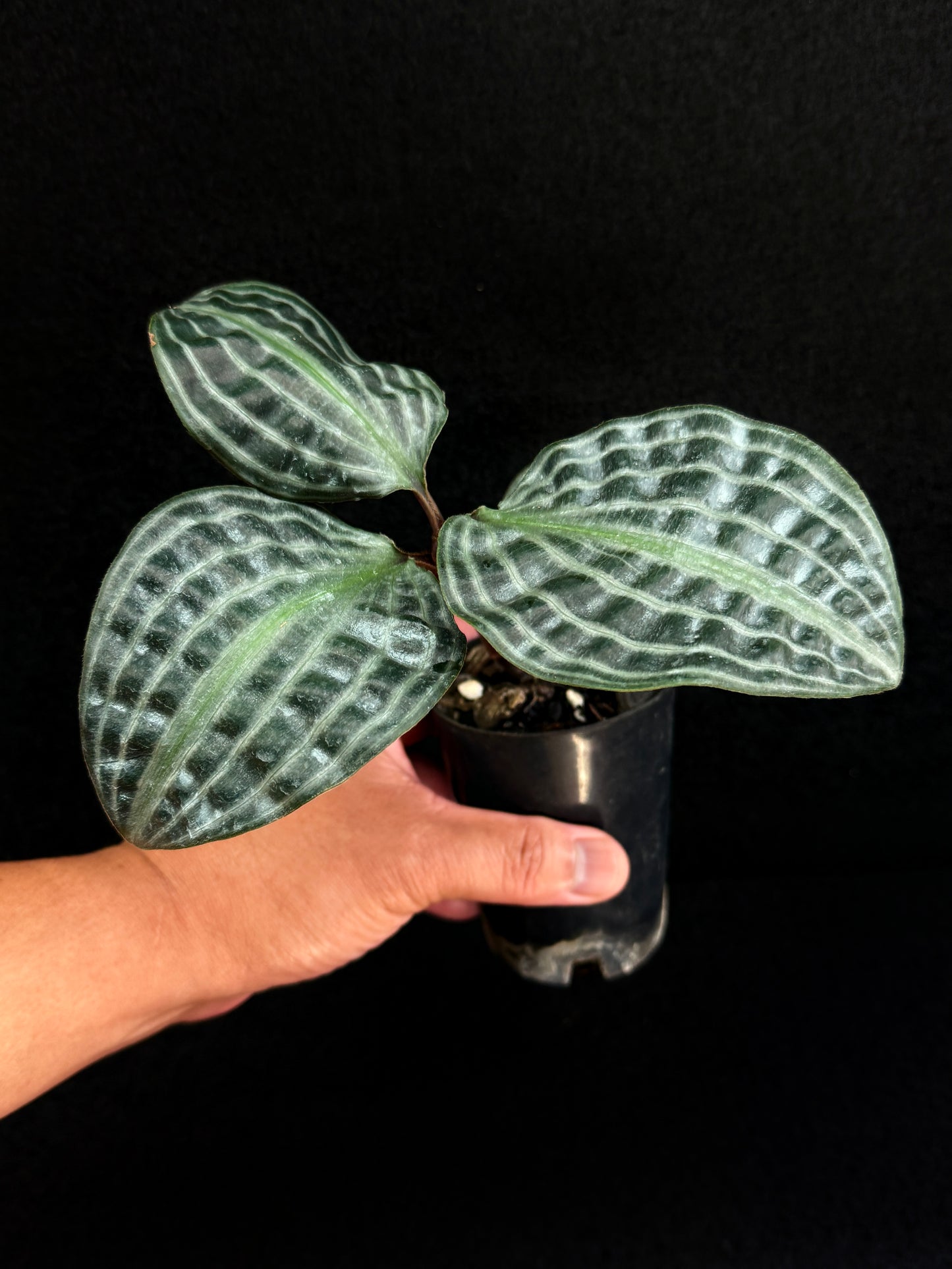 Geogenanthus poeppigii 'Seersucker Plant' D51