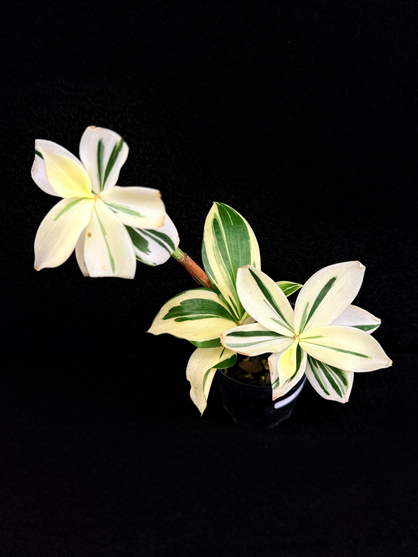 Costos arabicus variegata aka 'Variegated Spiral Ginger' - Rarely Offered D54