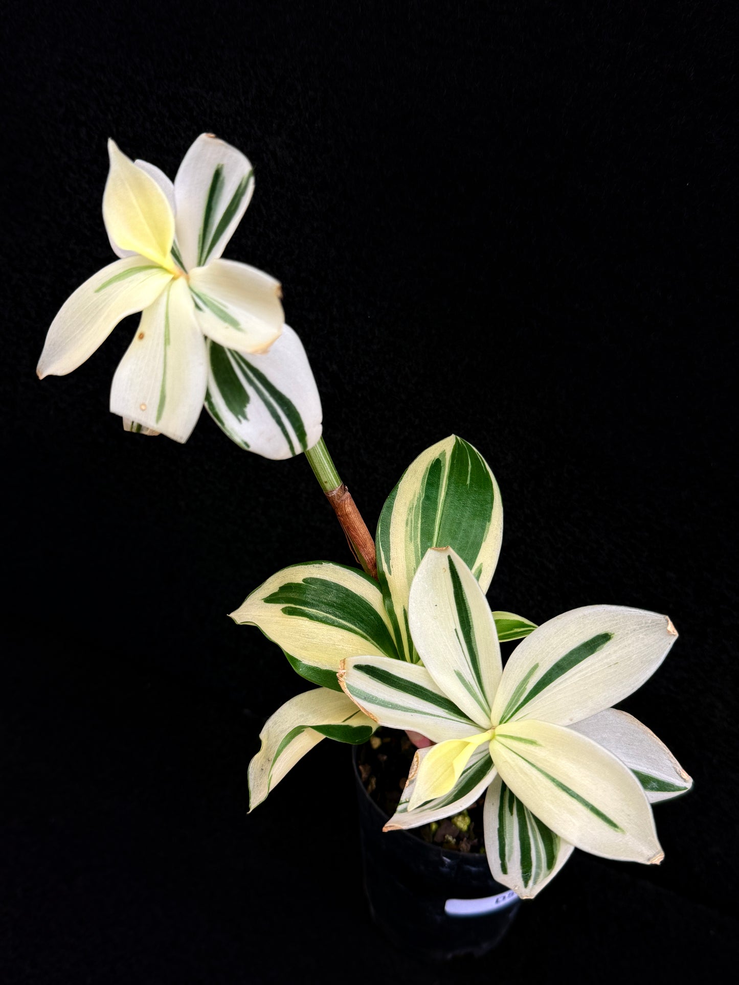 Costos arabicus variegata aka 'Variegated Spiral Ginger' - Rarely Offered D54
