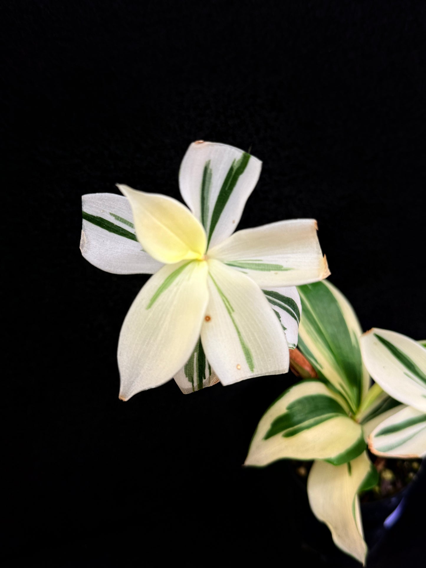 Costos arabicus variegata aka 'Variegated Spiral Ginger' - Rarely Offered D54