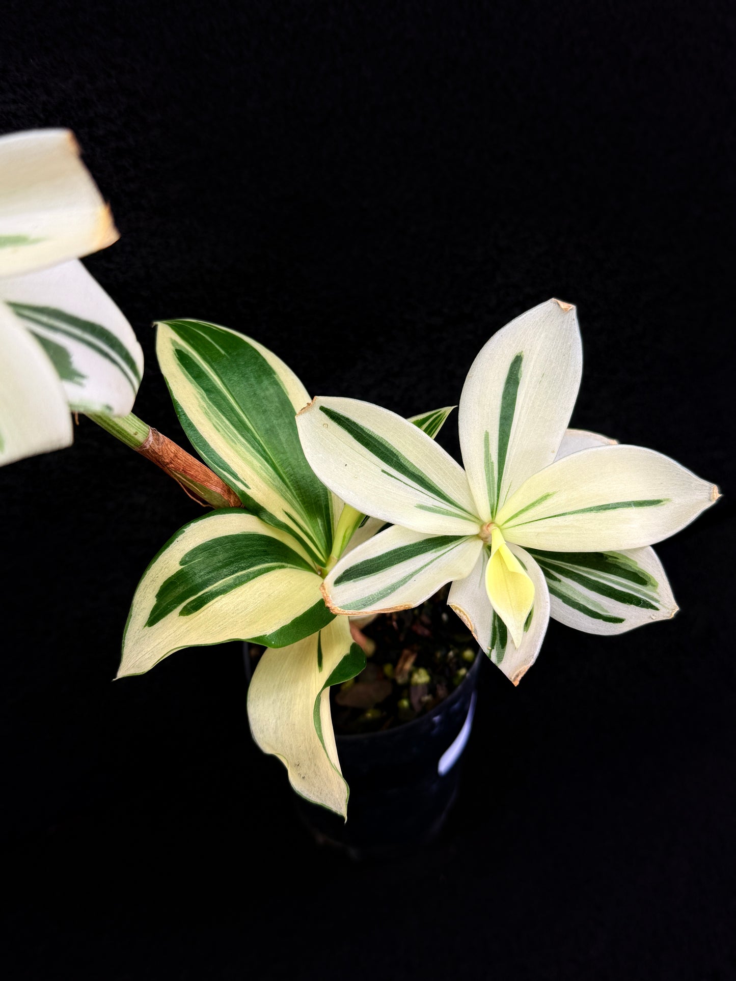 Costos arabicus variegata aka 'Variegated Spiral Ginger' - Rarely Offered D54