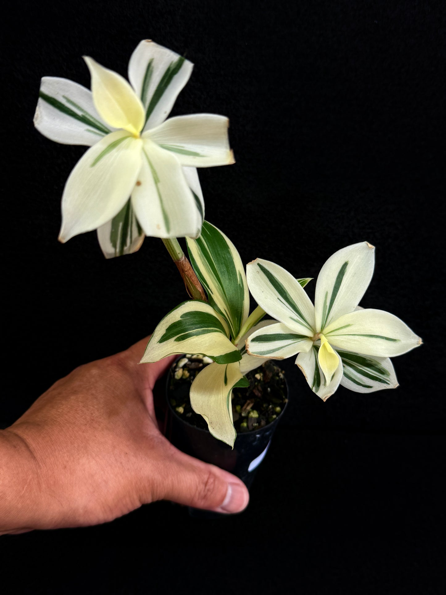 Costos arabicus variegata aka 'Variegated Spiral Ginger' - Rarely Offered D54