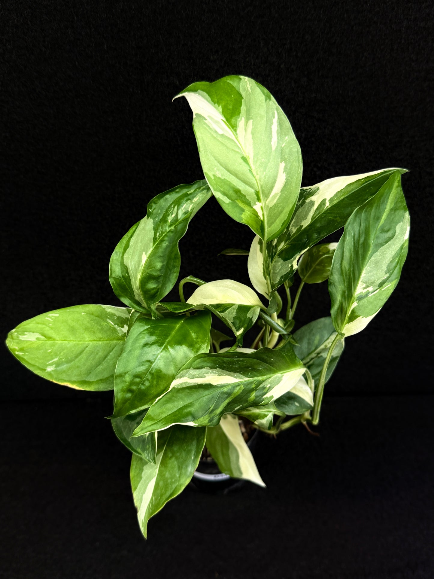 Monstera laniata Variegata D58