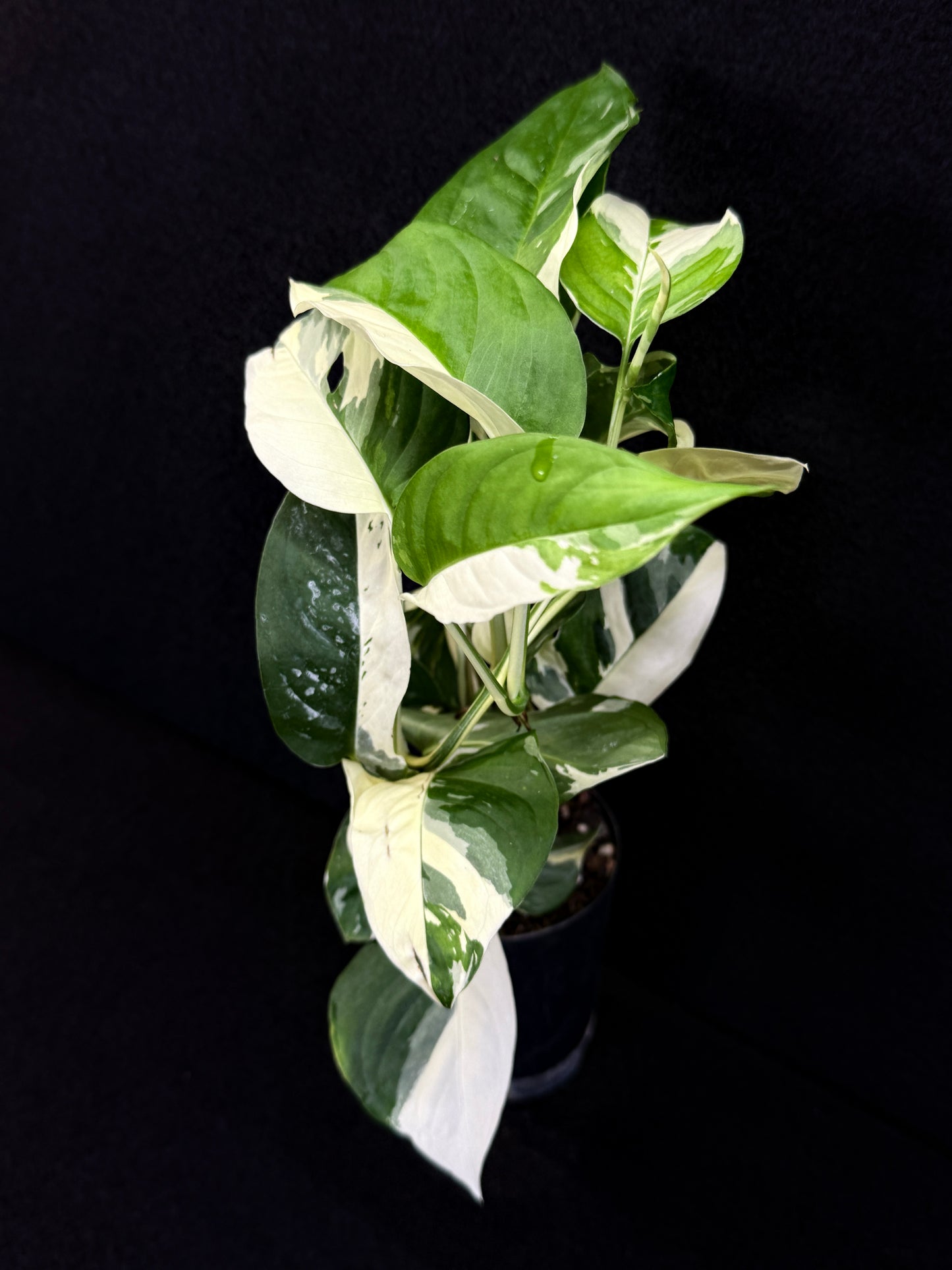 Monstera laniata Variegata D59