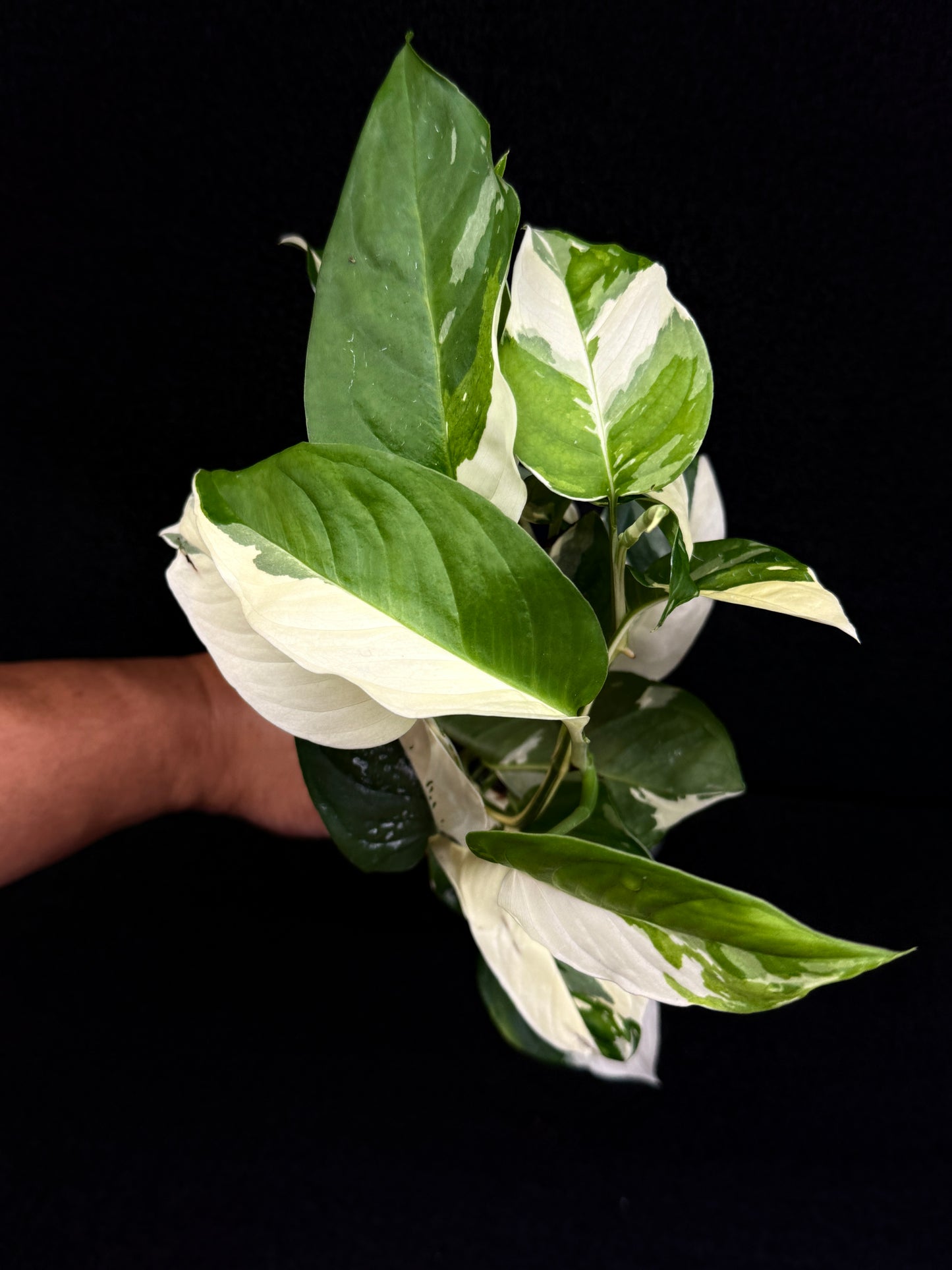 Monstera laniata Variegata D59