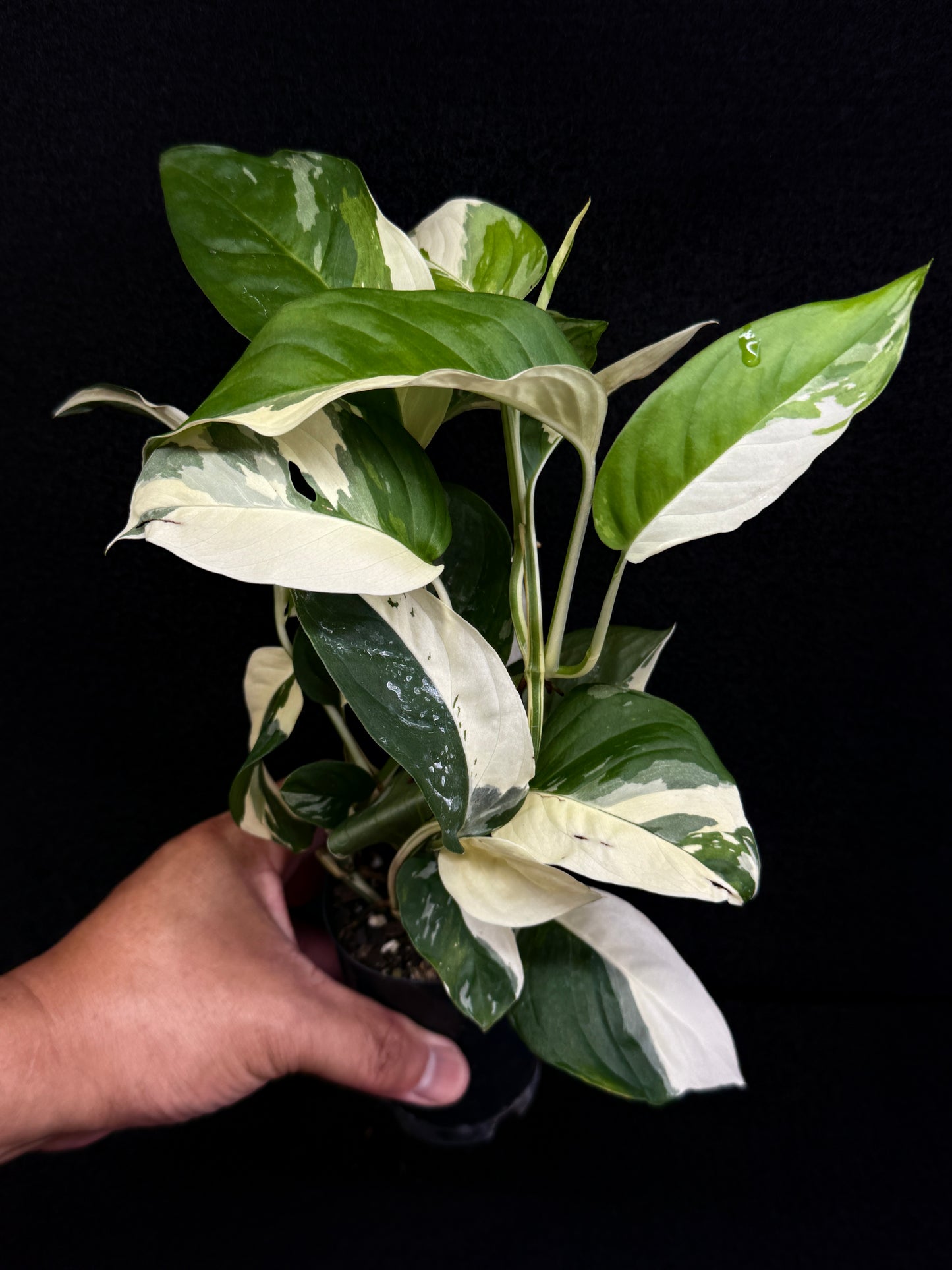 Monstera laniata Variegata D59