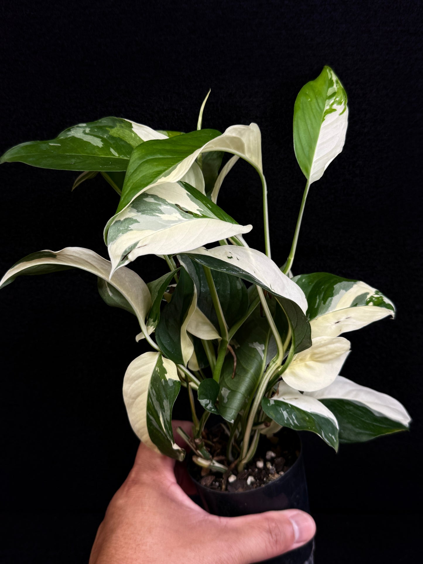 Monstera laniata Variegata D59