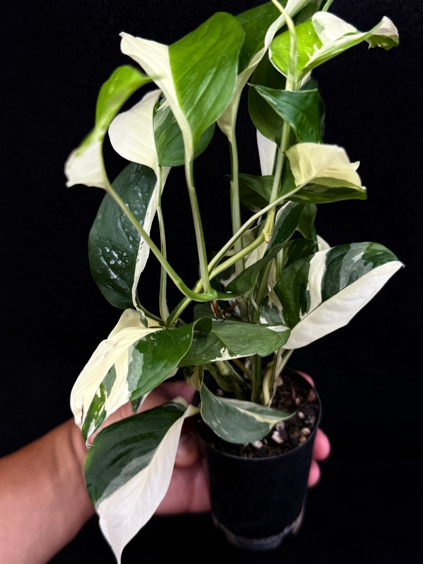 Monstera laniata Variegata D59