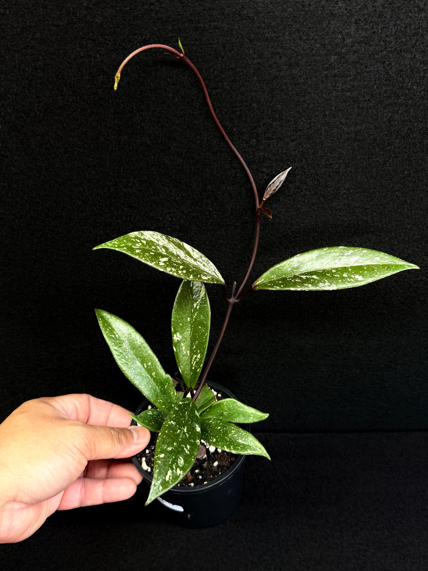 Hoya pubicaly x Chinese Black C35